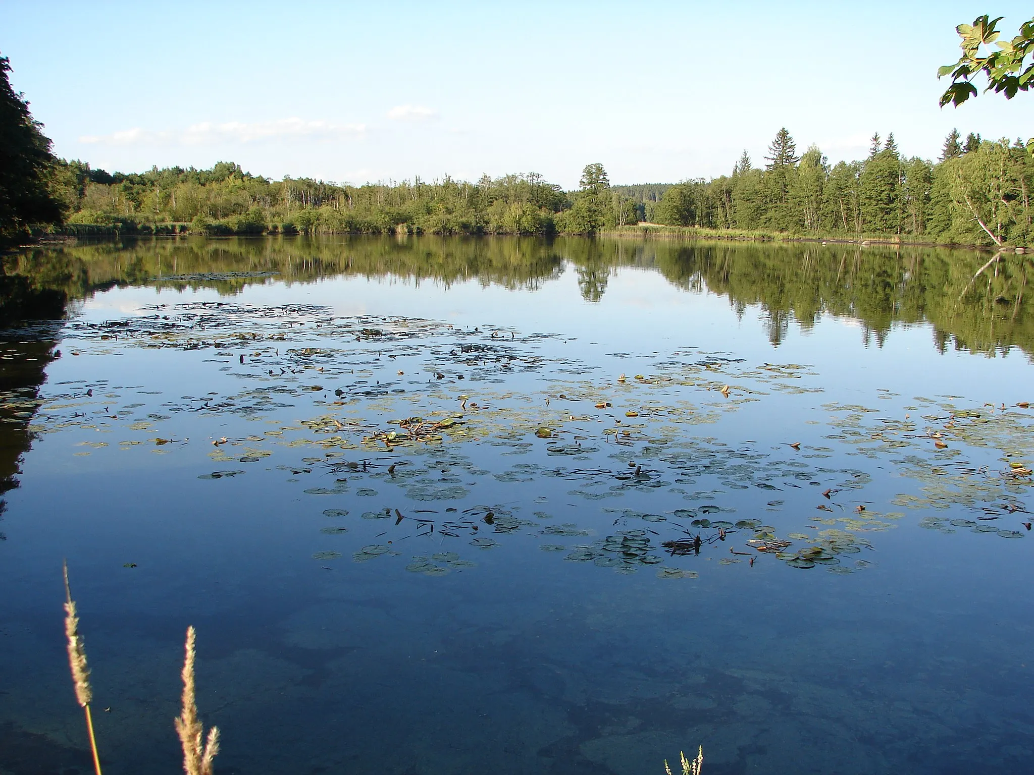 Photo showing: Bělohradský rybník - v pozadí PP Kaliště