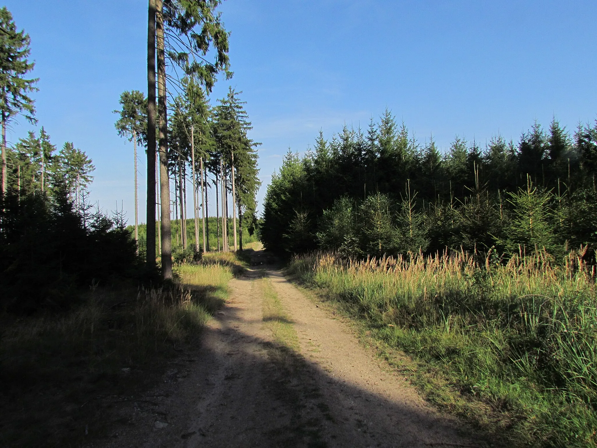 Photo showing: Forest part of Forest educational trail Chaloupky near Hliniště hill near Kněžice, Jihlava District.