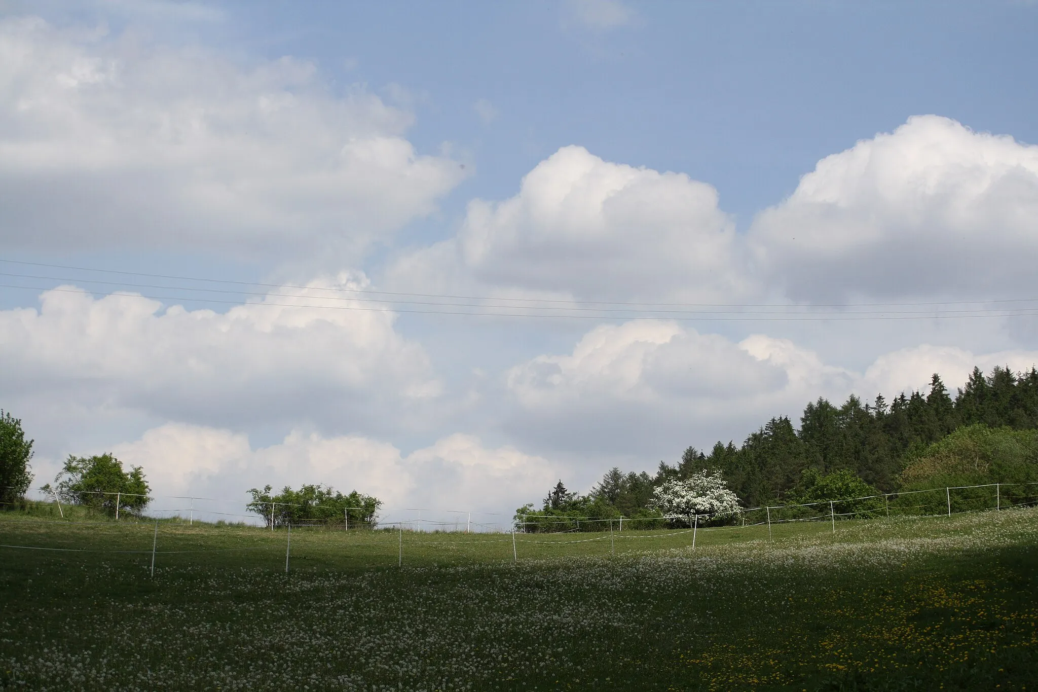 Photo showing: Meadow with dandelions in Hostákov, Czech Republic.