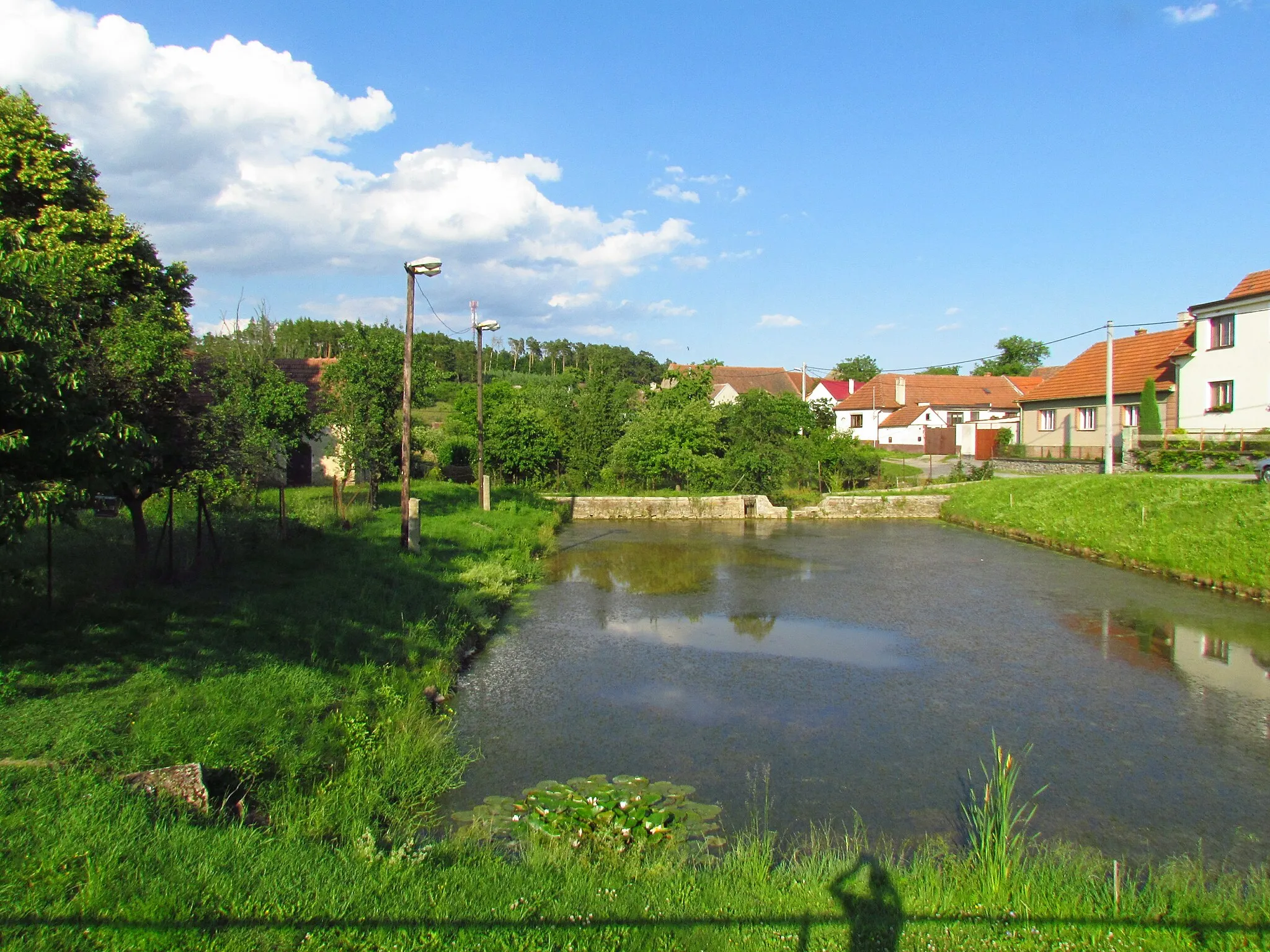 Photo showing: Village pond in Šemíkovice, Třebíč District.