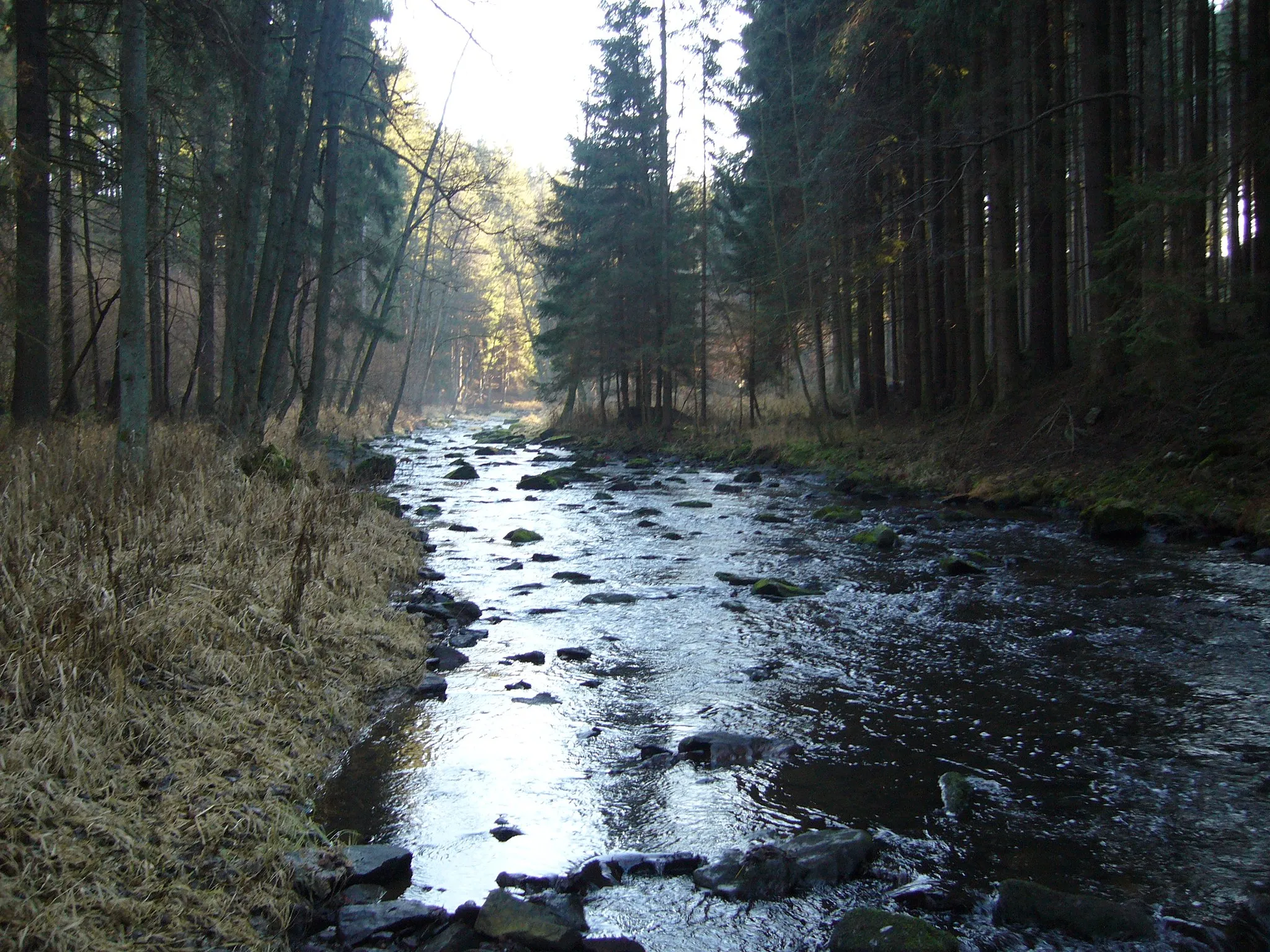 Photo showing: Žirovnický potok, řeka Žirovnice u Kamenného Malíkova.