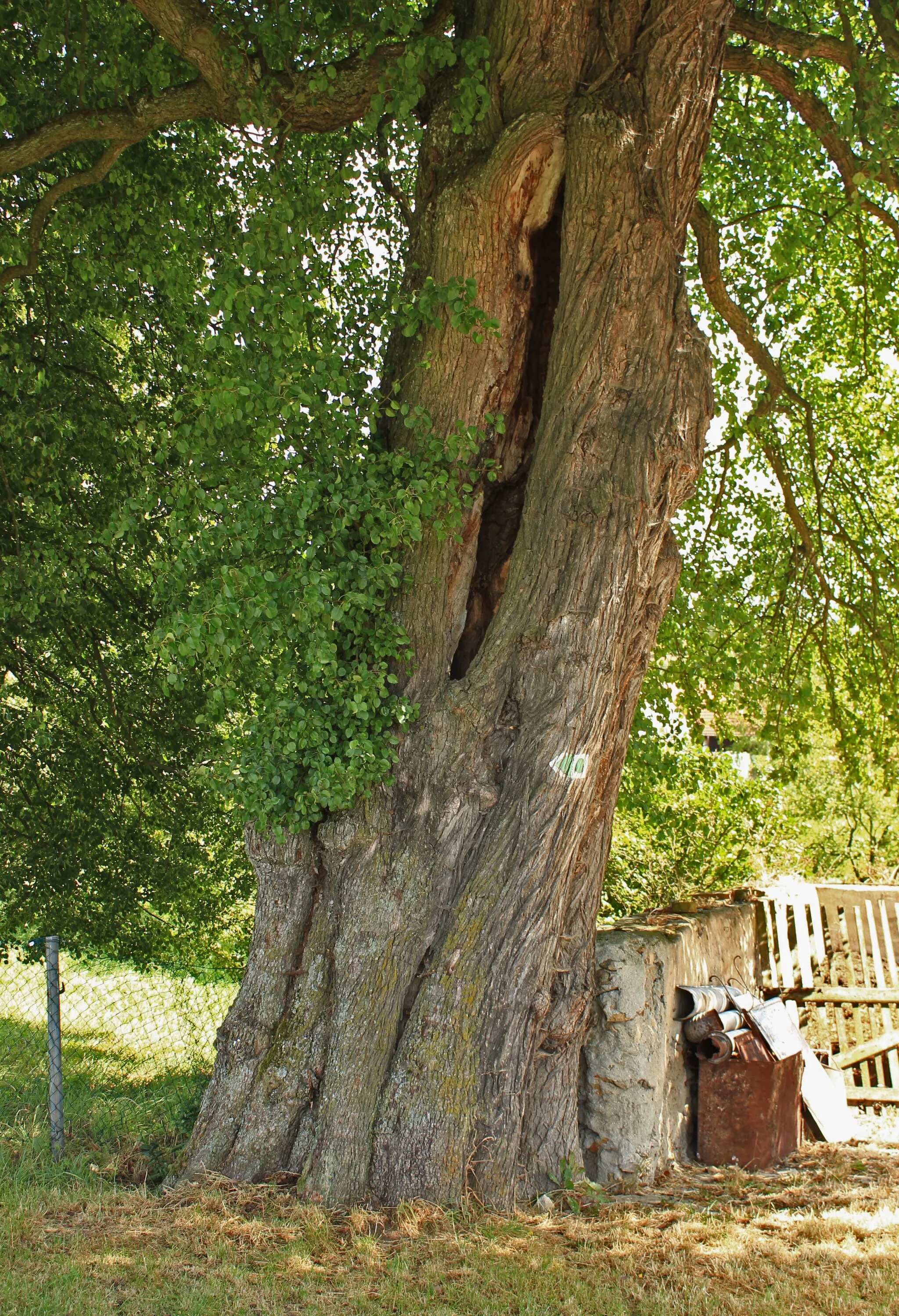 Photo showing: Protected pear tree in Dolní Radouň, part of Jindřichův Hradec, Czech Republic.