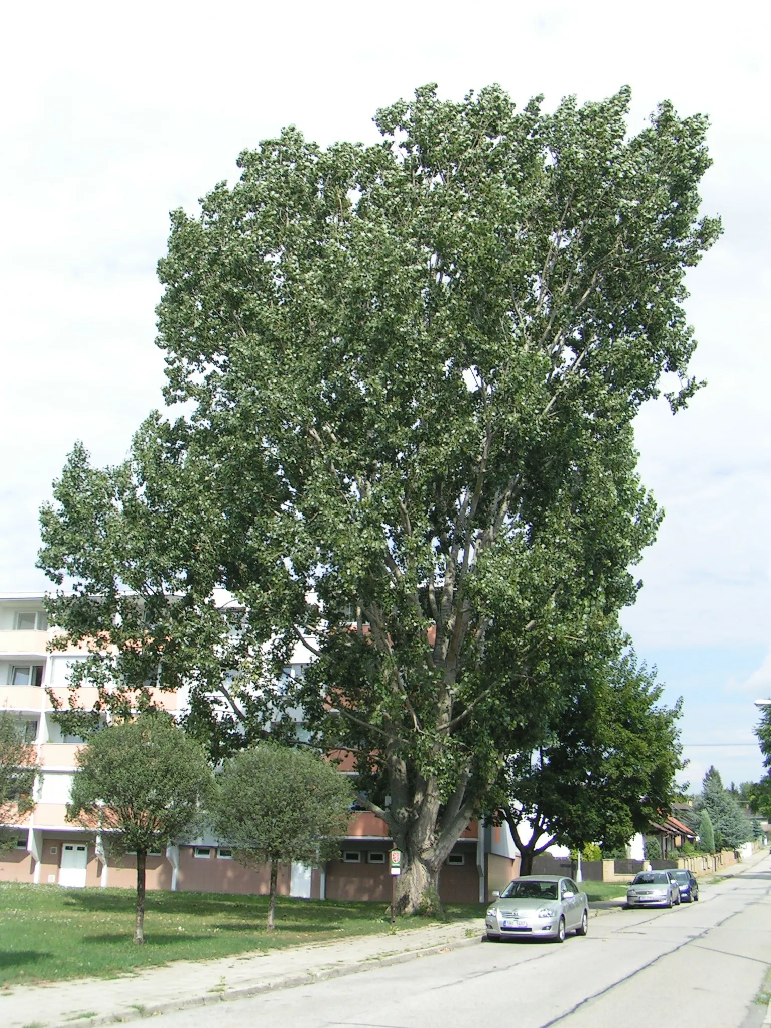 Photo showing: Brno, Chrlice - the famous Populus × canadensis, from the southwest