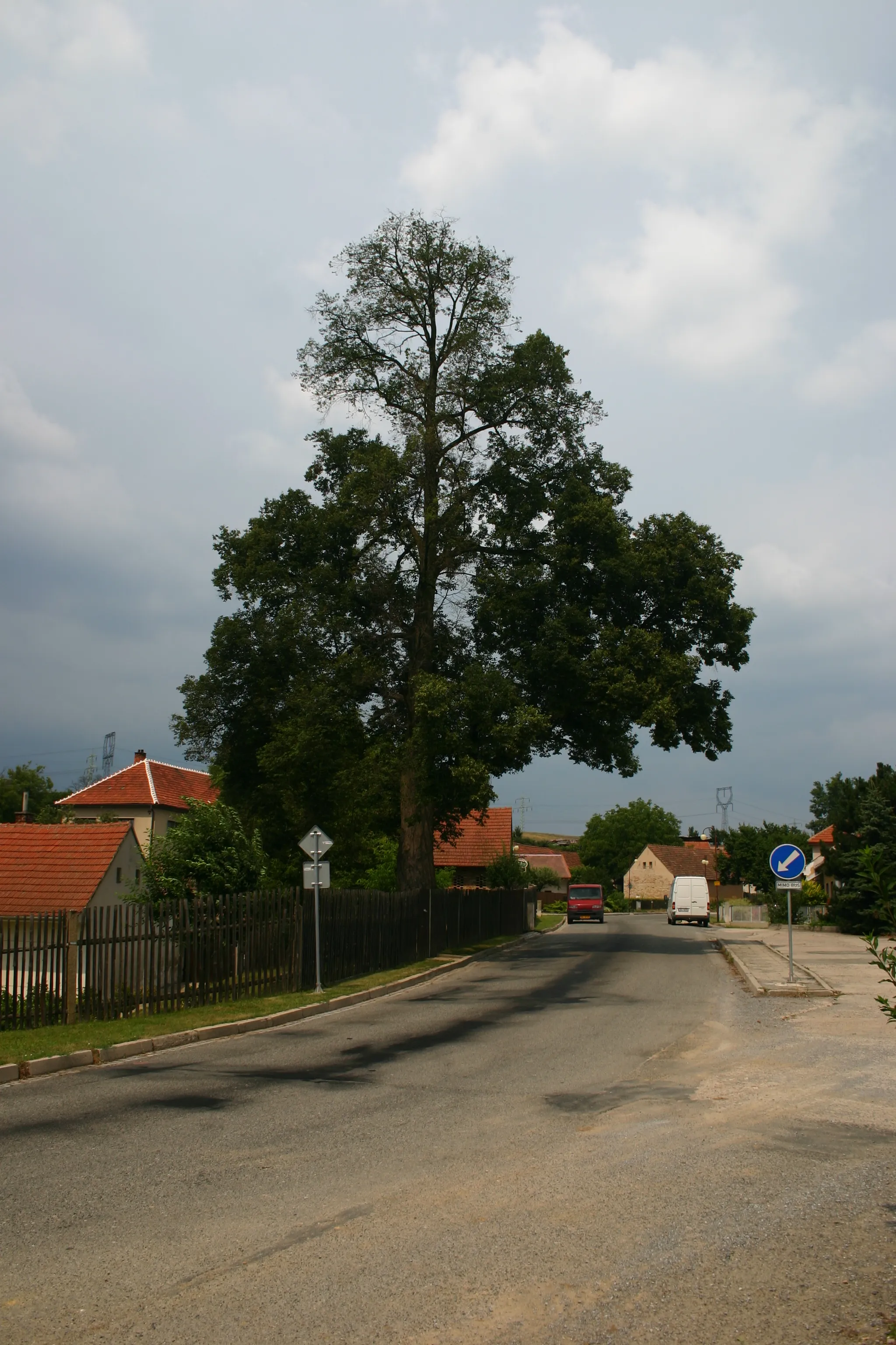 Photo showing: cs:Chudčická lípa po poškození rtutí, 14. červenec 2006