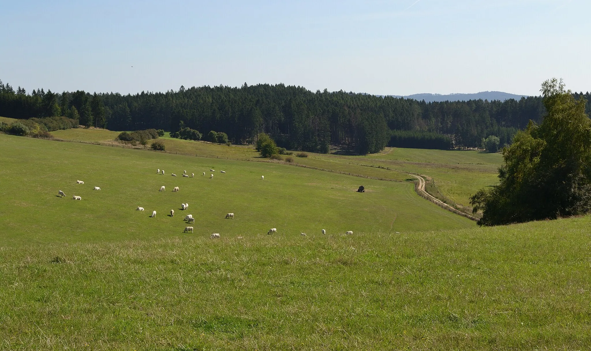 Photo showing: Cyrilov (Bory) - pastviny severovýchodně od vsi