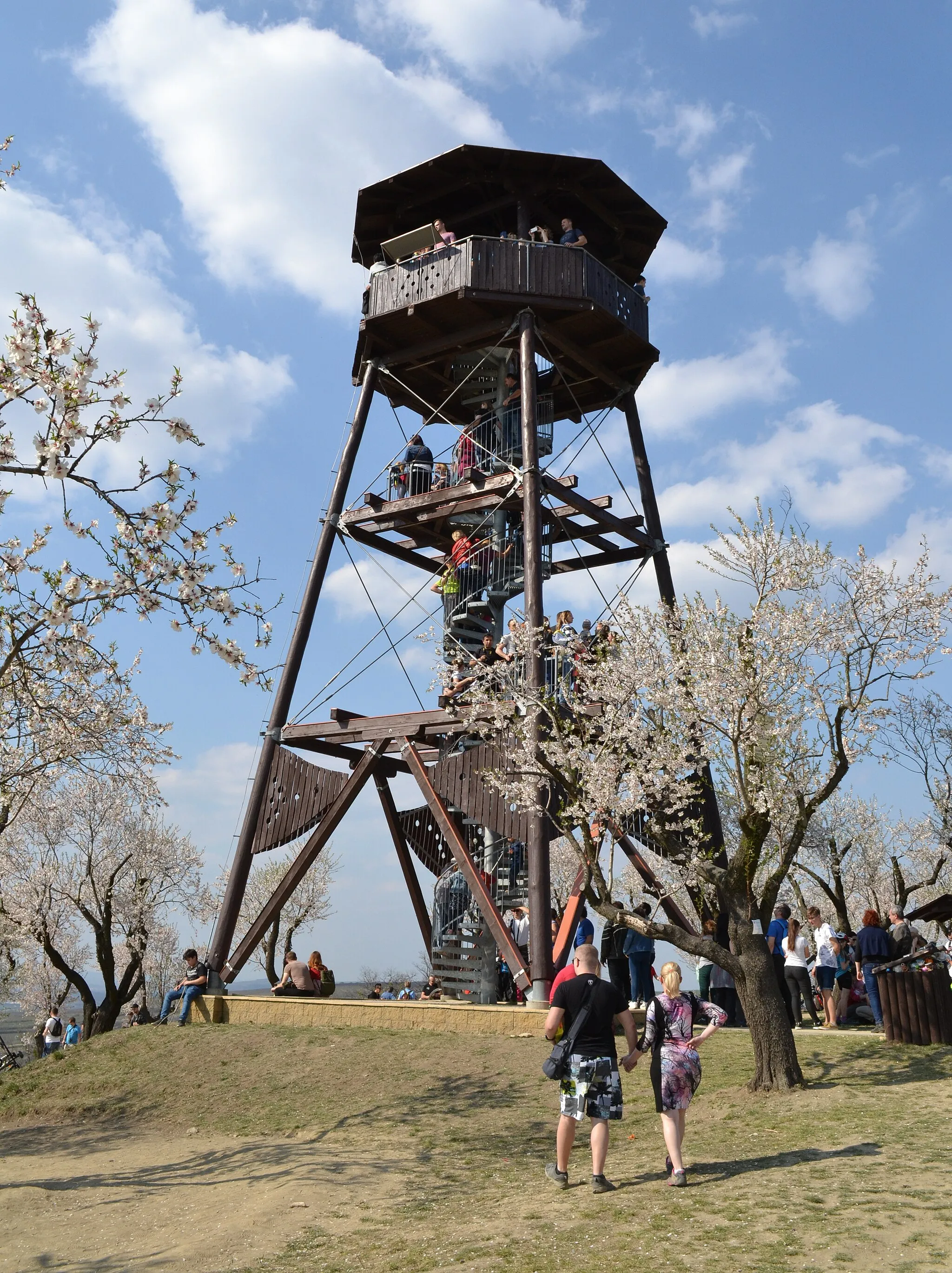 Photo showing: Slavnosti mandloní a vína Hustopeče 2019 v mandloňovém sadu.