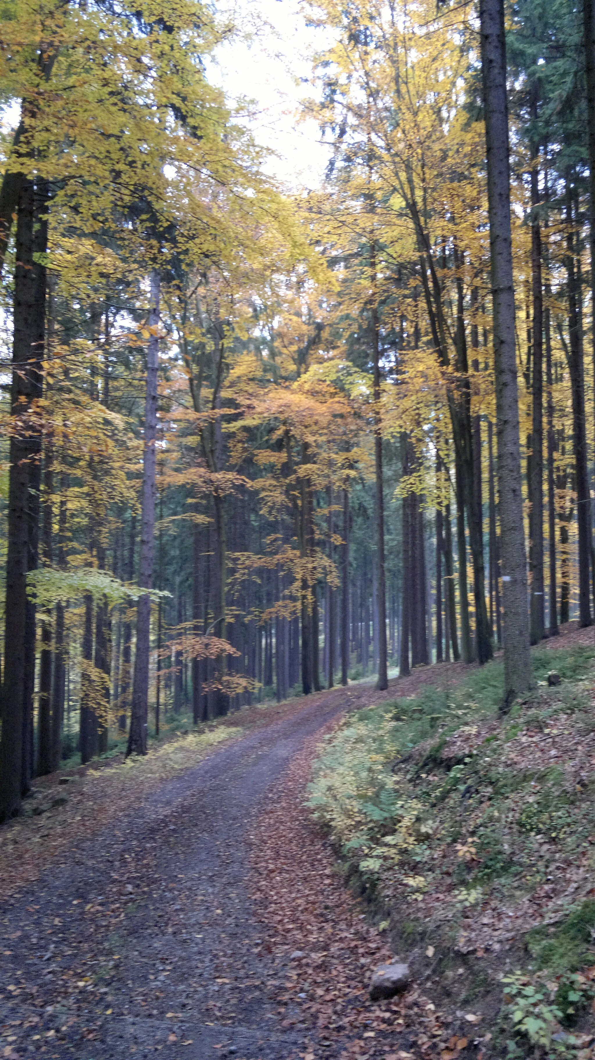 Photo showing: Cesta vedoucí kolem PR Malý Blaník