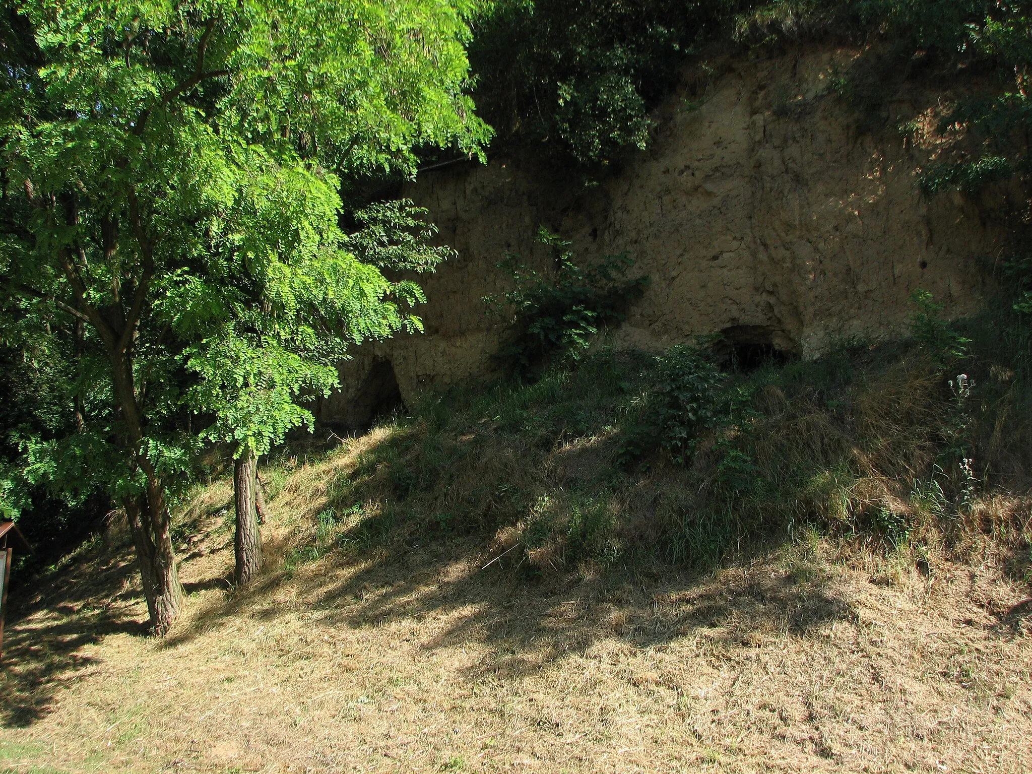 Photo showing: Ježov - Losky natural monument