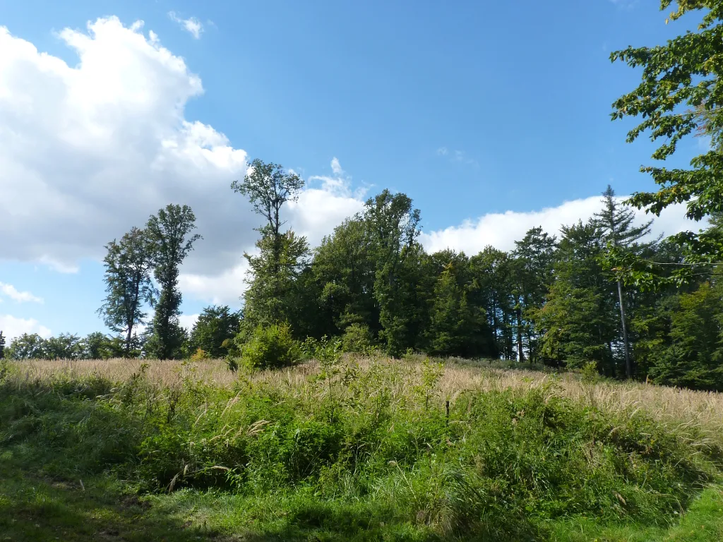 Photo showing: Pohled na vrchol Kopečku (479 m) v Brně, asi 100 m východně od kóty.