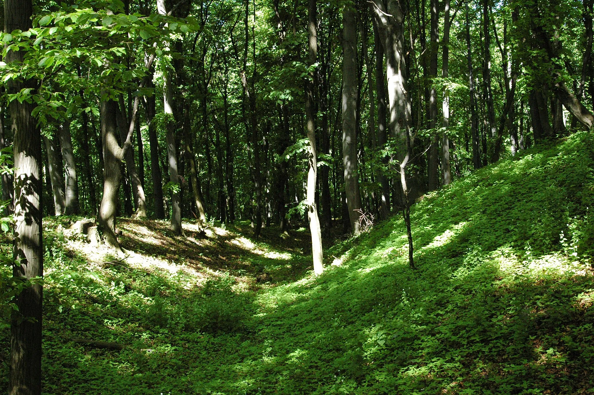 Photo showing: Remnants of celtic oppidum on the top of Zámčisko. The first settlement was founded approximately in 2000 BC by Věteřov-Maďarovce culture tribe. Celtic oppidum was abandoned in 1 century AD.