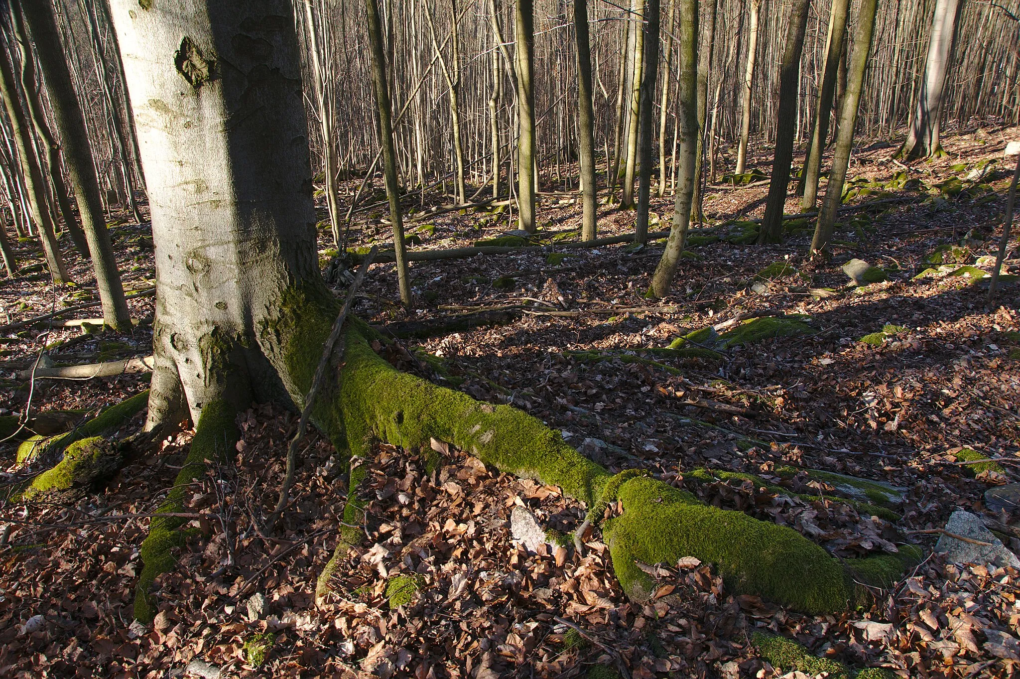 Photo showing: Přírodní rezervace Hrádky, okres Blansko
