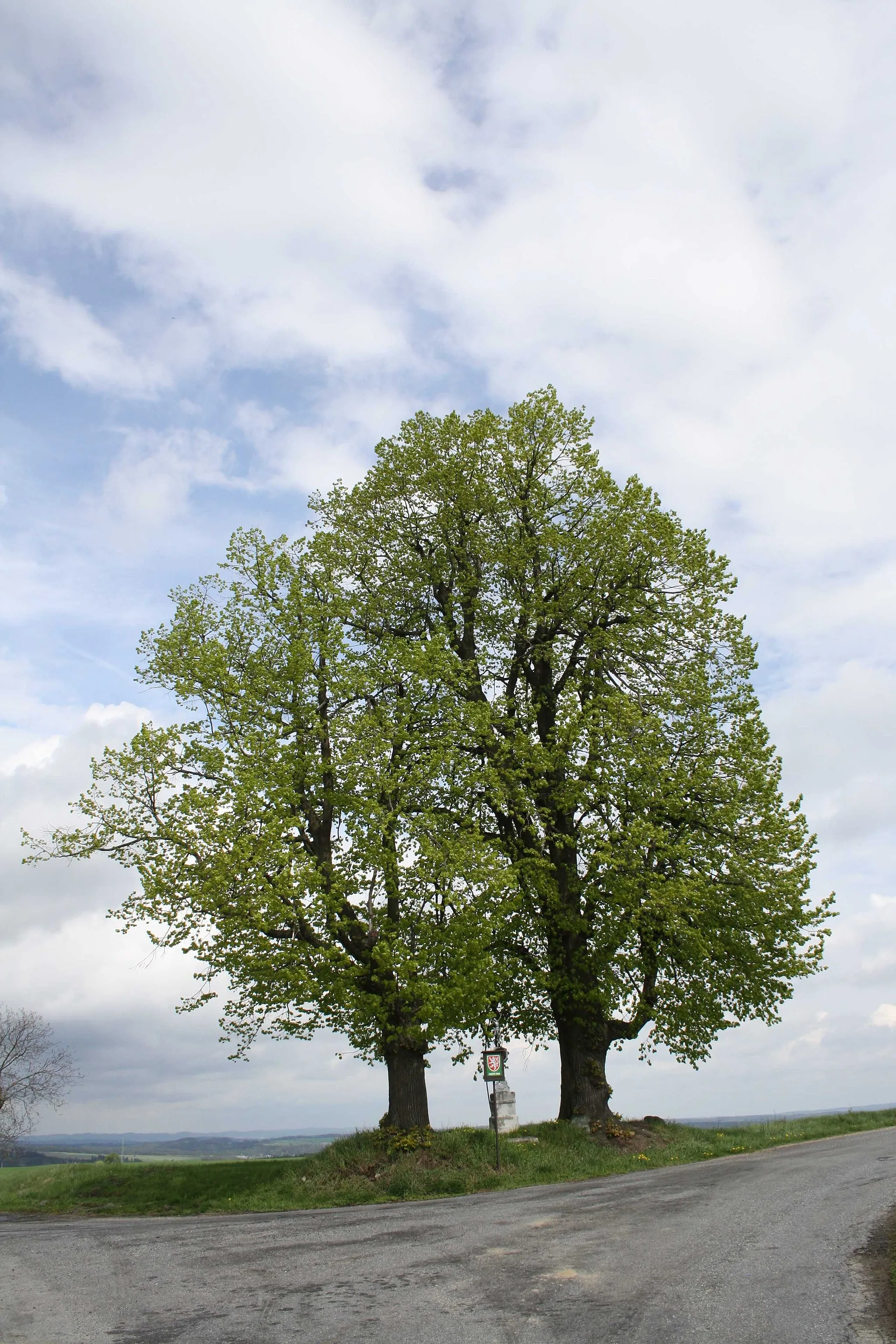 Photo showing: Okrašovice lime tree, memorable tree near Okračovice, Třebíč District.