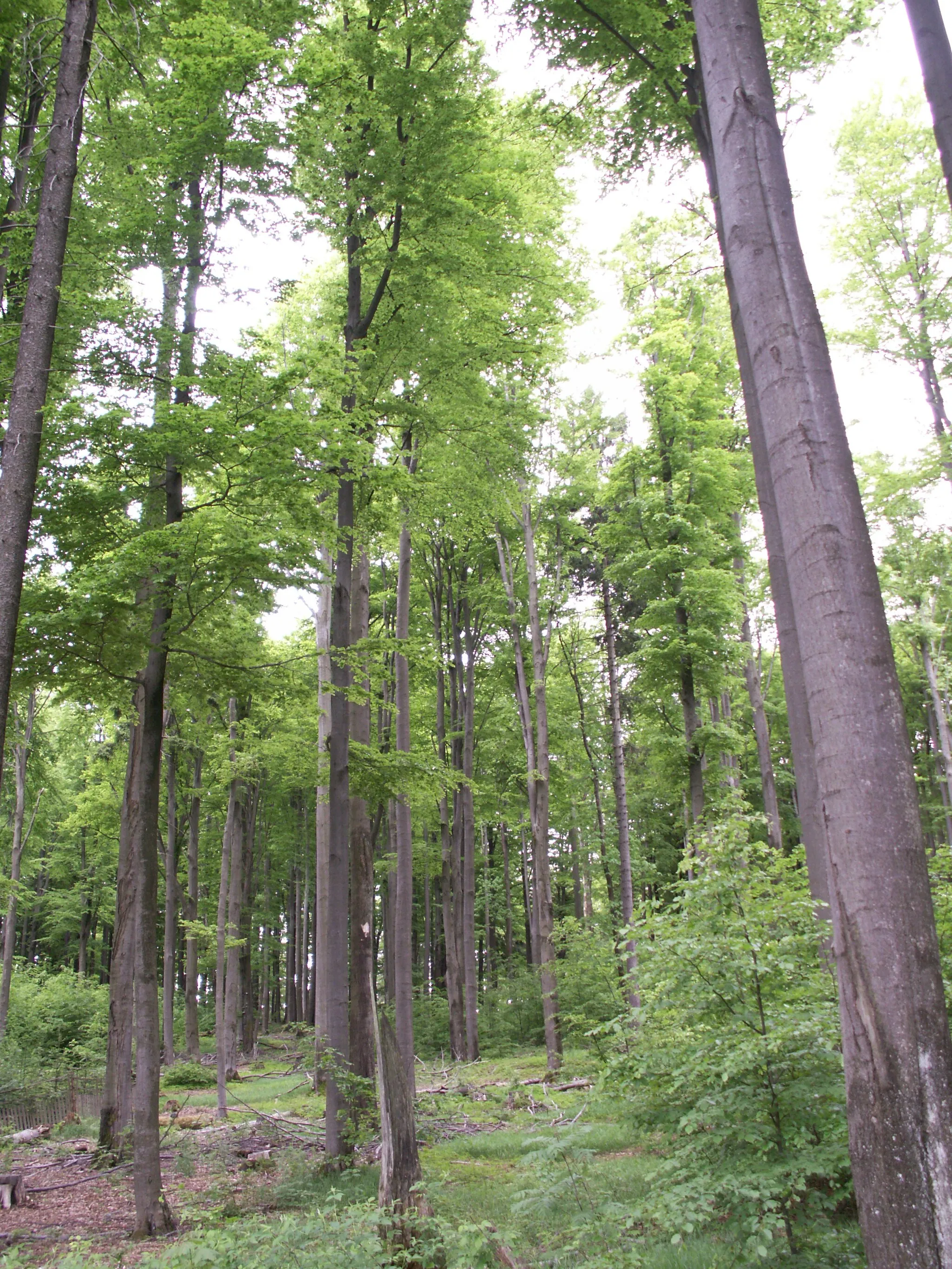 Photo showing: Národní přírodní rezervace Žákova hora, kóta 809,8 m n.m., okres Žďár nad Sázavou, kraj Vysočina,