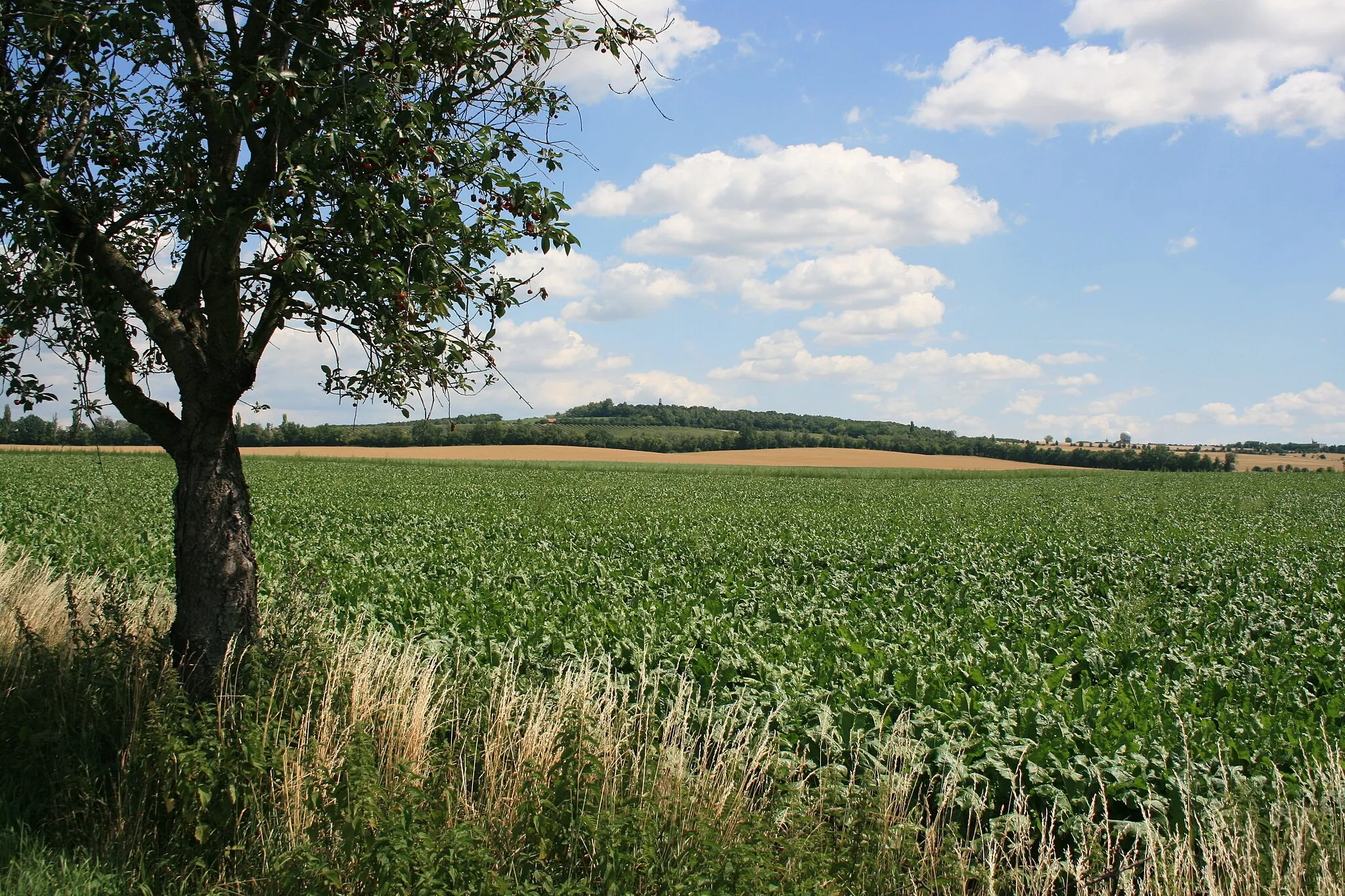 Photo showing: Prace hill at the battlefield of Austerlitz, with the peace monument. View from the road Prace-Kobylnice.