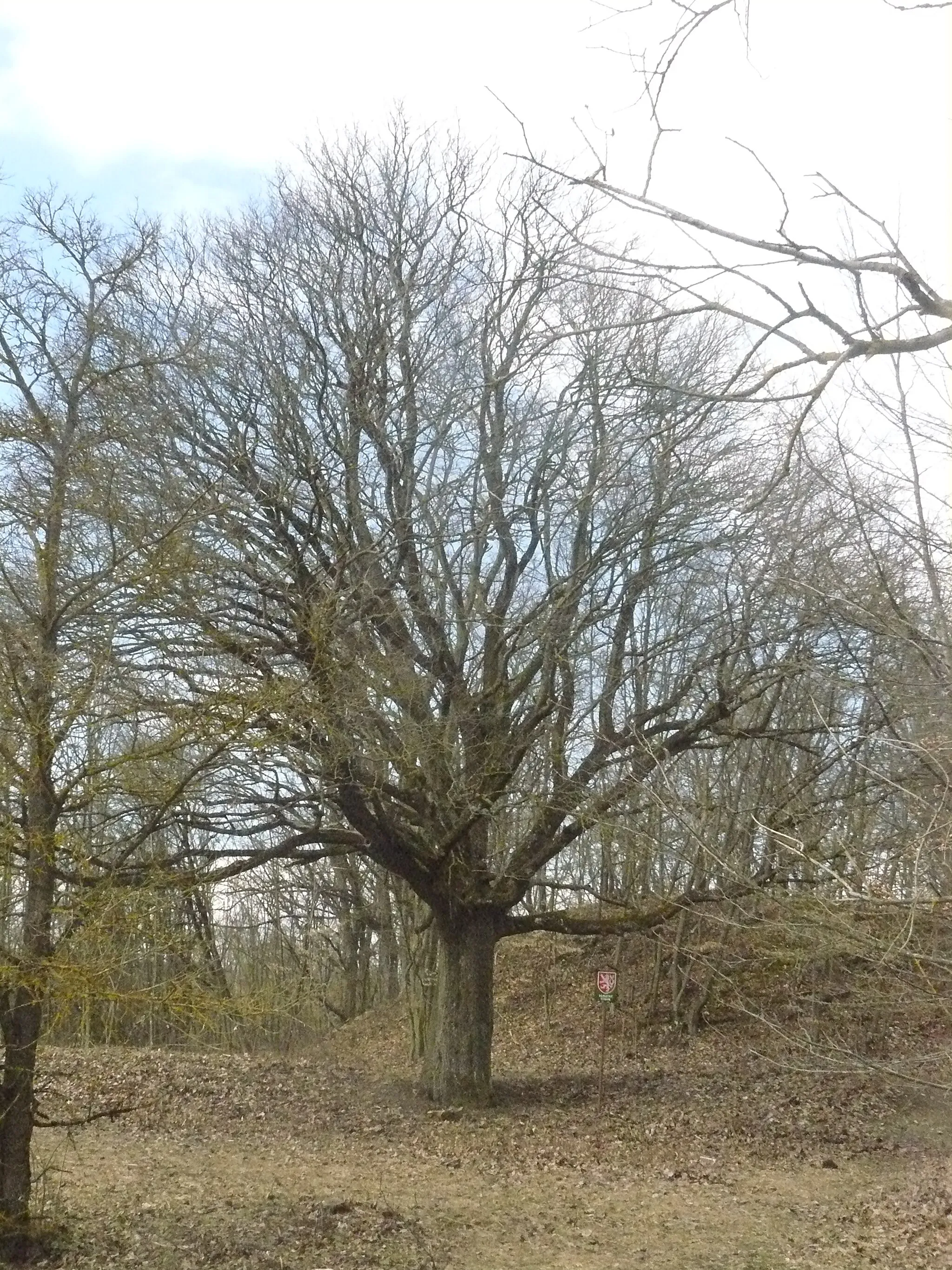 Photo showing: Jeřáb břek byl v lednu 2008 Městským úřadem Tišnov, odborem životního prostředí prohlášen za památný strom.