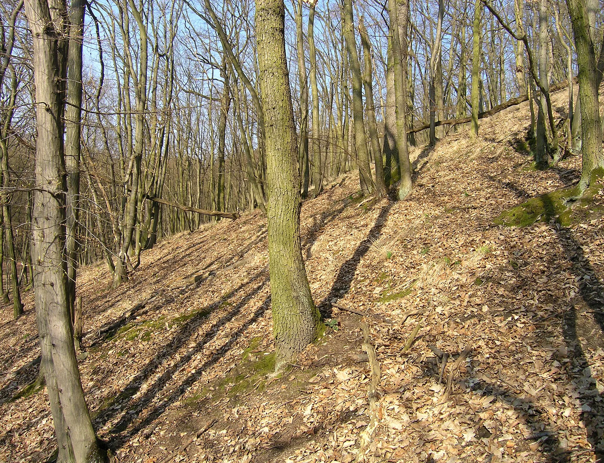 Photo showing: Natural reserve Mniší hora in Brno, Czech Republic