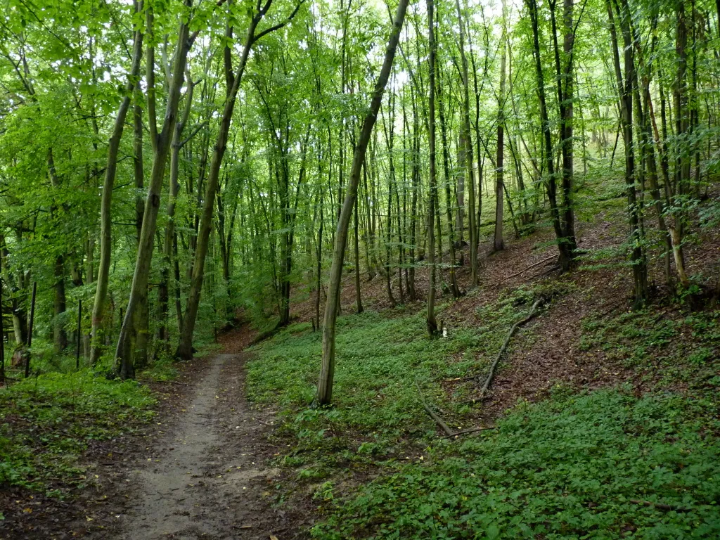 Photo showing: Cesta ve spodní části přírodní památky Mniší hora.