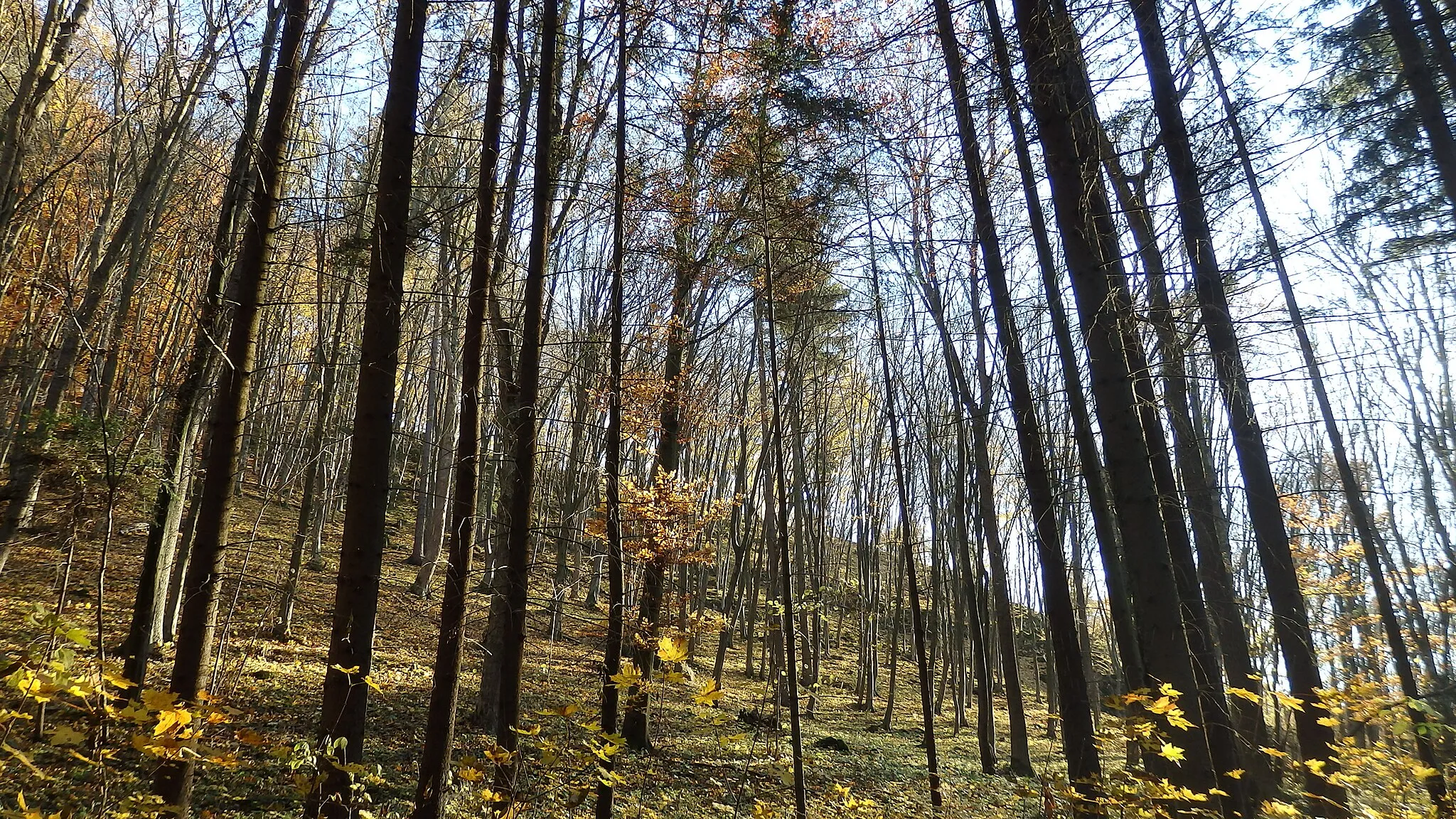 Photo showing: Přírodní park Říčky, klidová oblast na rozhraní okresů Blansko, Brno-venkov a Vyškov, u Ochozské jeskyně