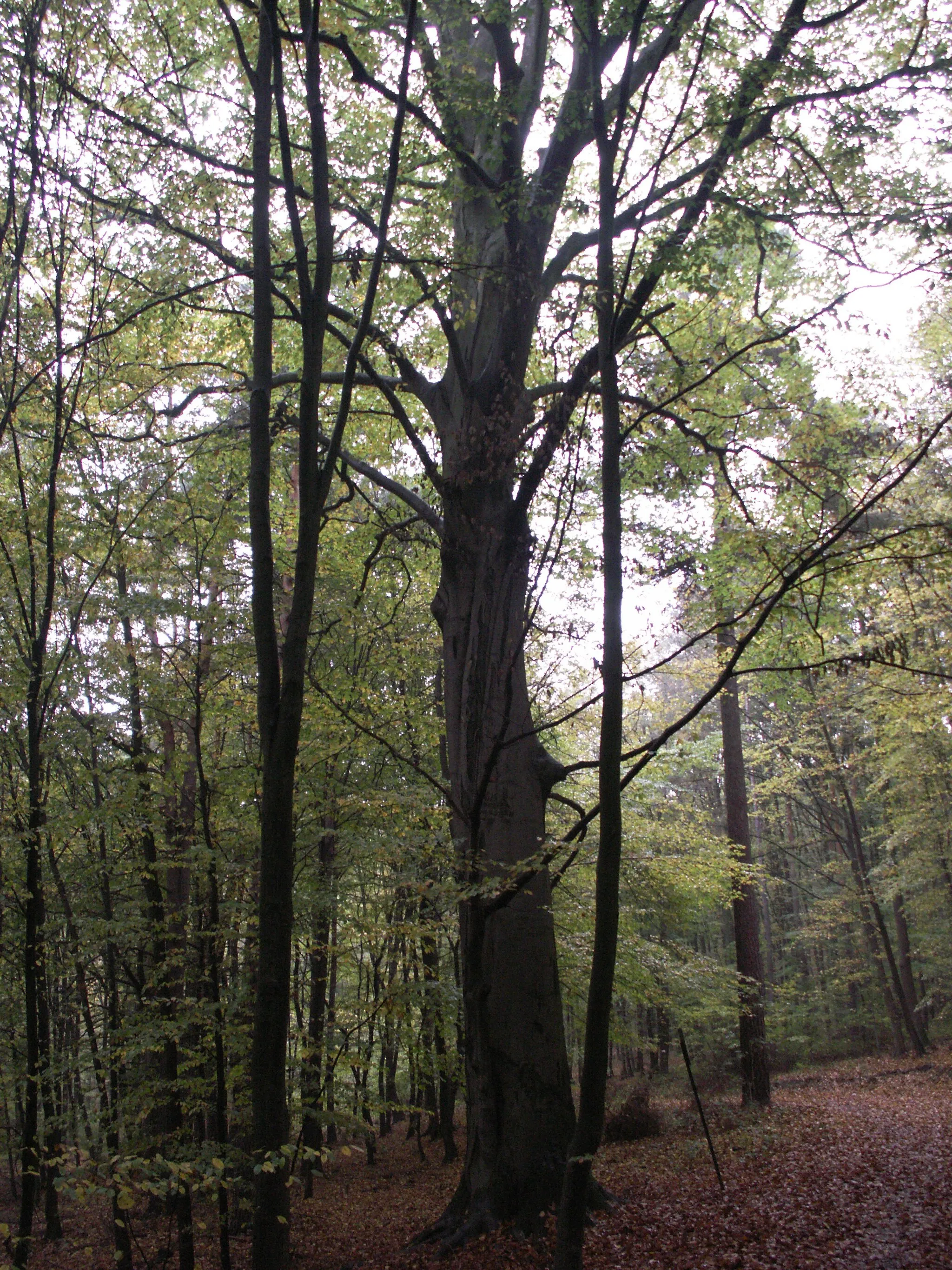 Photo showing: památný strom - Milionův buk, buk lesní (Fagus sylvatica), k.ú. Lelekovice, okres Brno-venkov