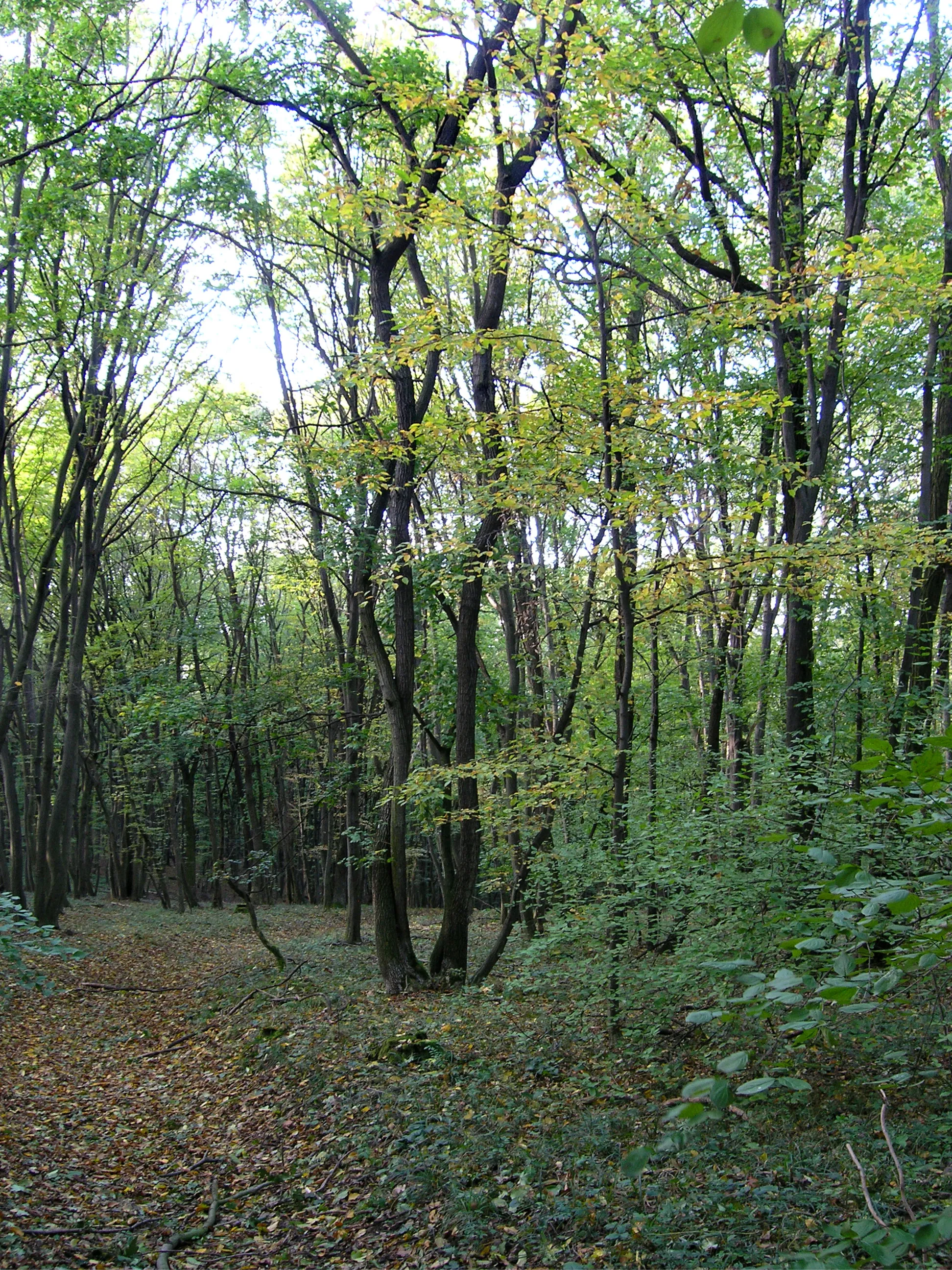 Photo showing: Velký Kutinov Natural Reserve between Boleradice and Němčičky village, Czech Republic