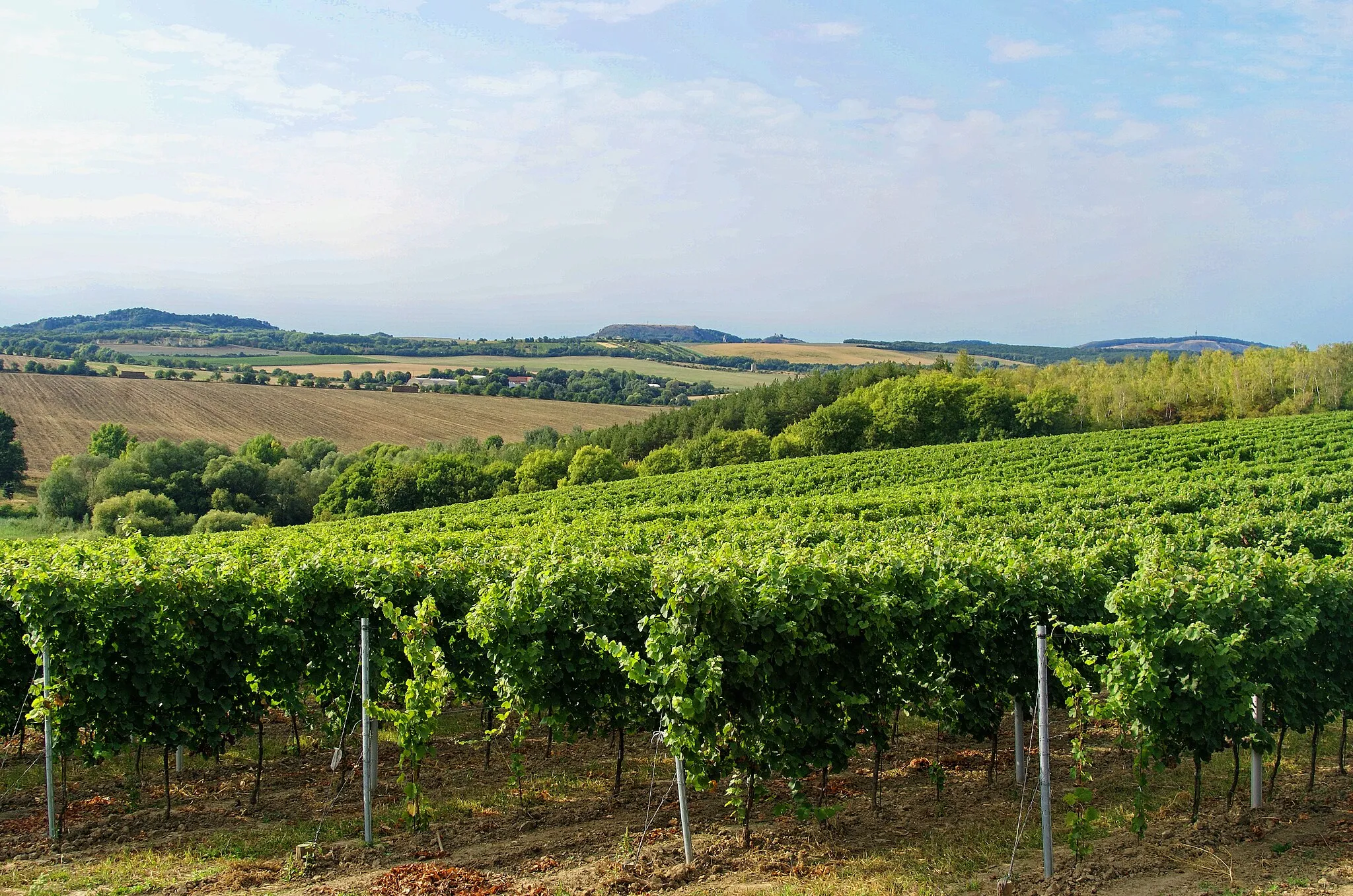 Photo showing: Mikulov - Wine Region - View East