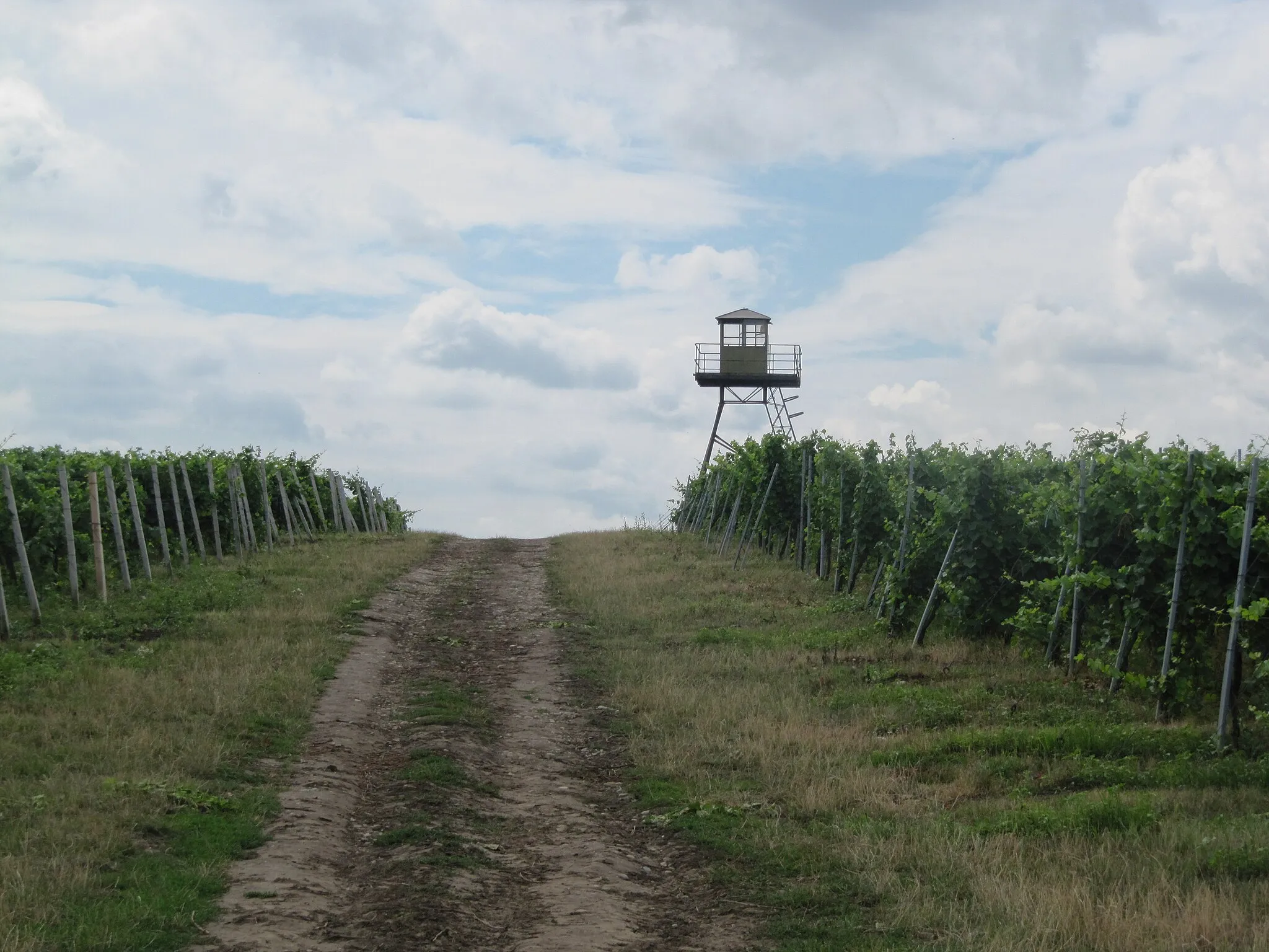 Photo showing: Nový Přerov in Břeclav District, Czech Republic. Vineyards.