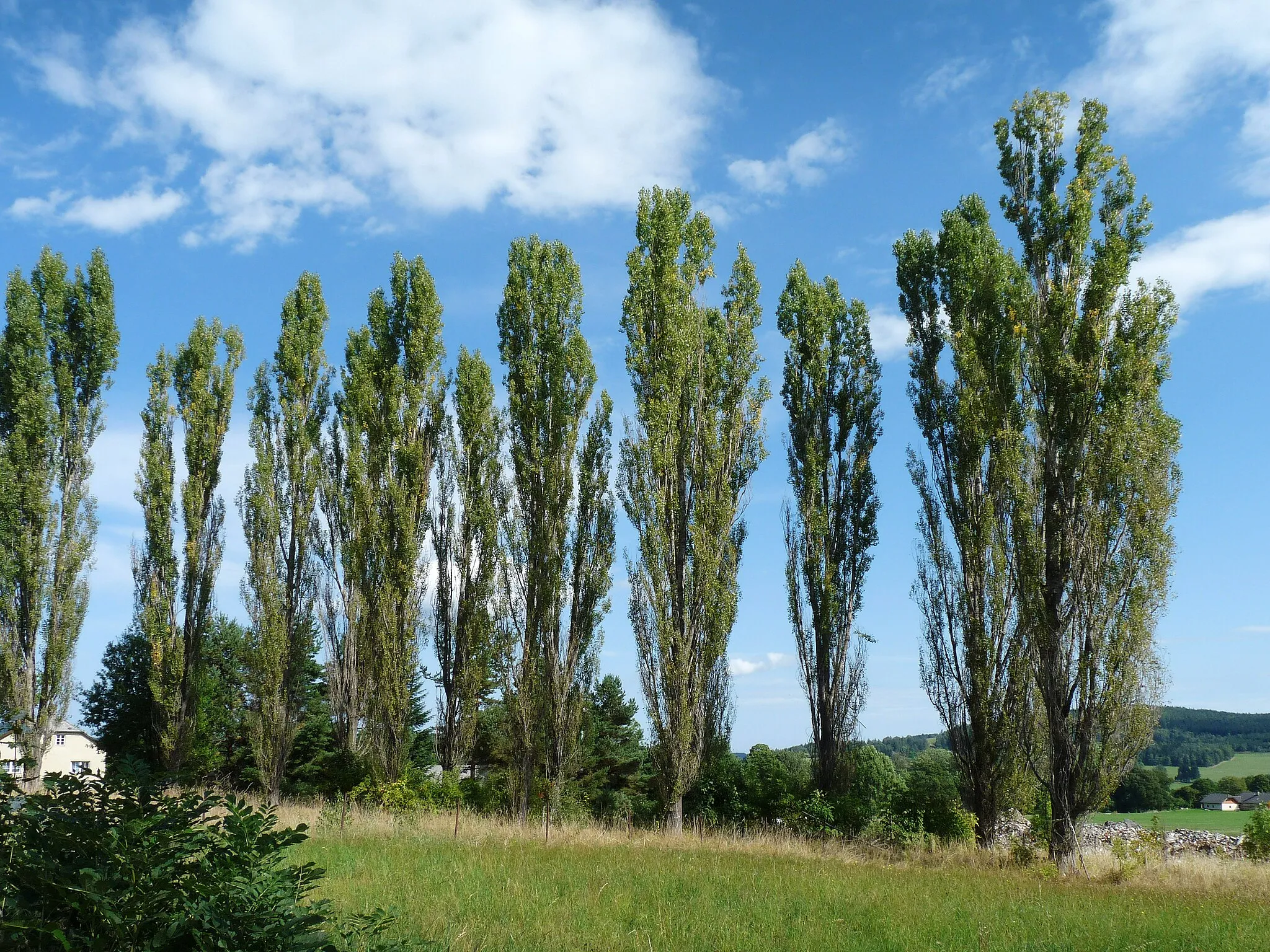 Photo showing: Poplars in the village of Masákova Lhota in Prachatice District, Czech Republic.