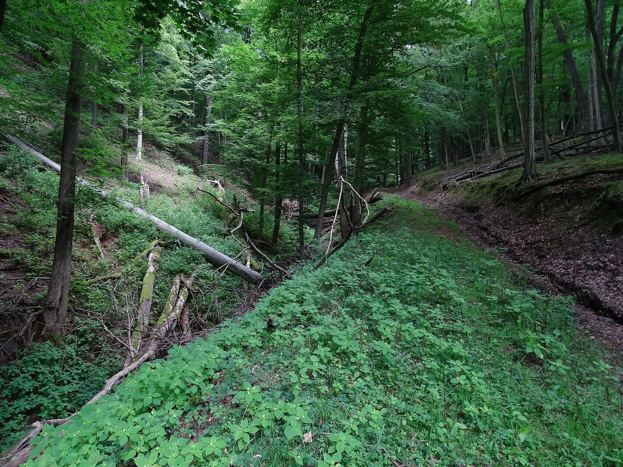 Photo showing: Karlova Ves, Rakovník District, Central Bohemian Region, the Czech Republic. Týřov national nature reserve.