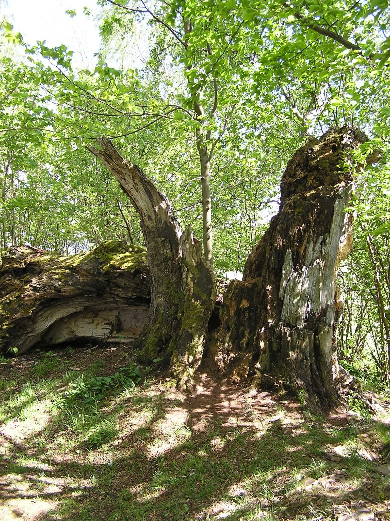 Photo showing: Remains of Stifter's Beech near Horní Planá, Český Krumlov District, South Bohemian Region, Czech Republic. The huge European Beech (Fagus sylvatica), aged about 300 years, was broken by a storm in 1979 and died ultimately in 1994. This particular tree is associated with life of writer Adalbert Stifter who liked to sit beneath it and mentioned the beech in his work Granite.