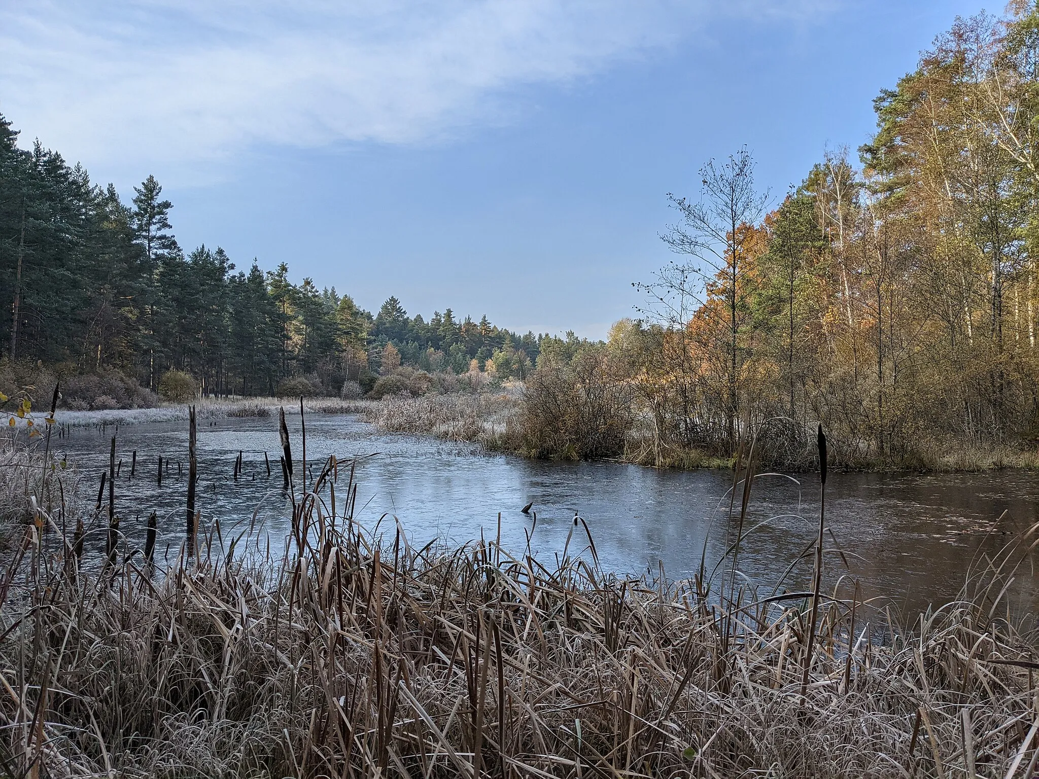 Photo showing: Pond in PP Dablik with trees in water