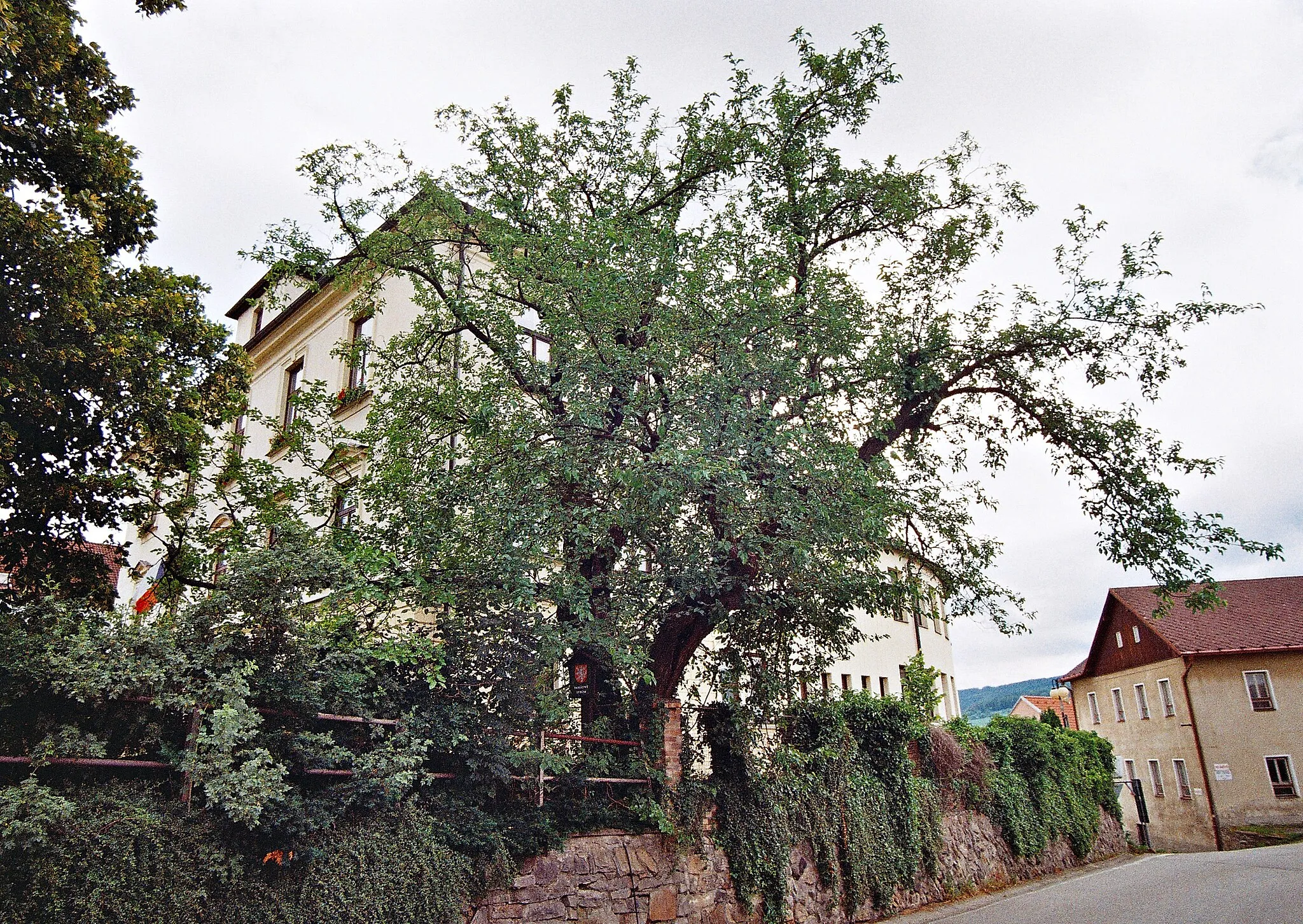 Photo showing: Morušovník na náměstí v Křemžích