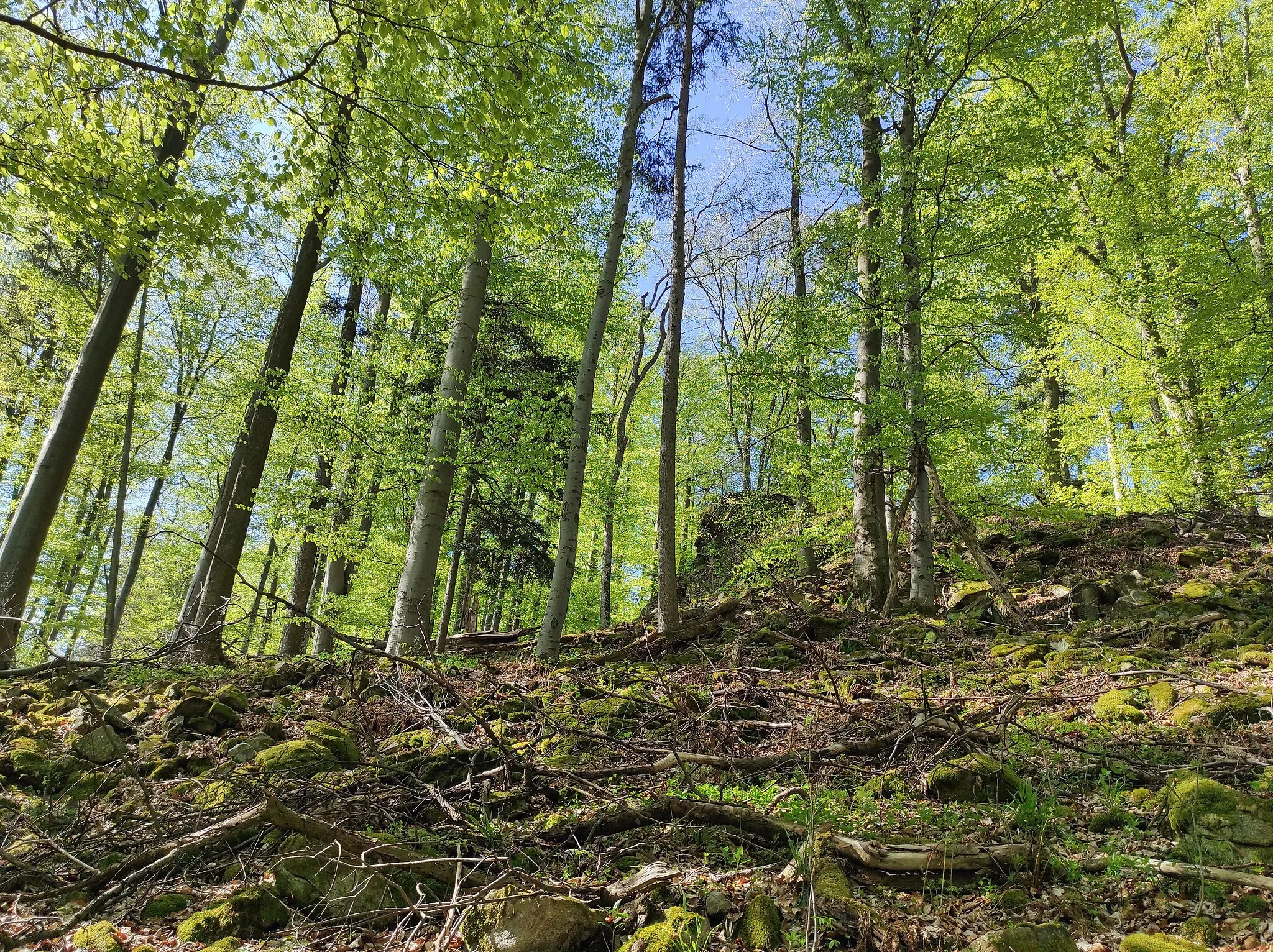 Photo showing: Jaronínská bučina Nature Reserve, a well-preserved remnant of an old herb-rich beech forest and a scree forest in South Bohemian Region, Czechia.