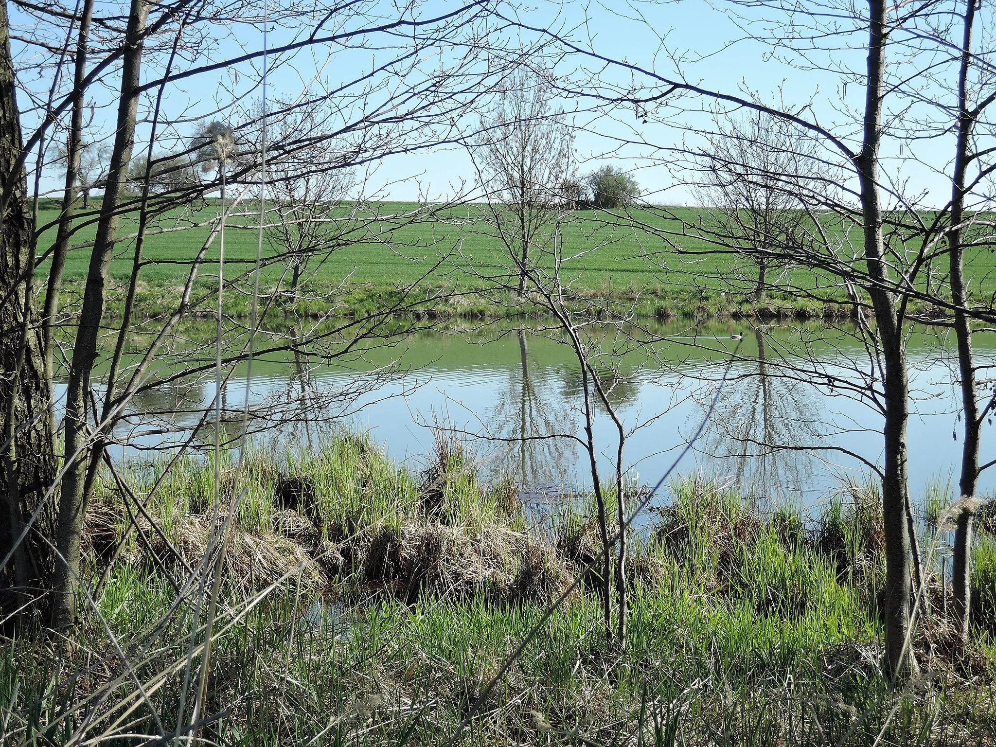 Photo showing: Dačice, Jarošovský rybník