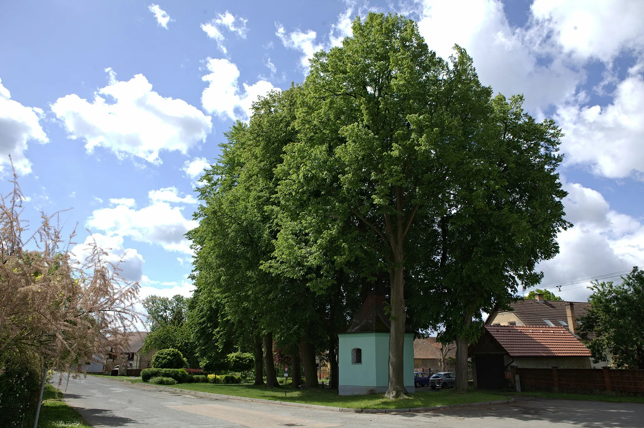 Photo showing: lindens in Osek