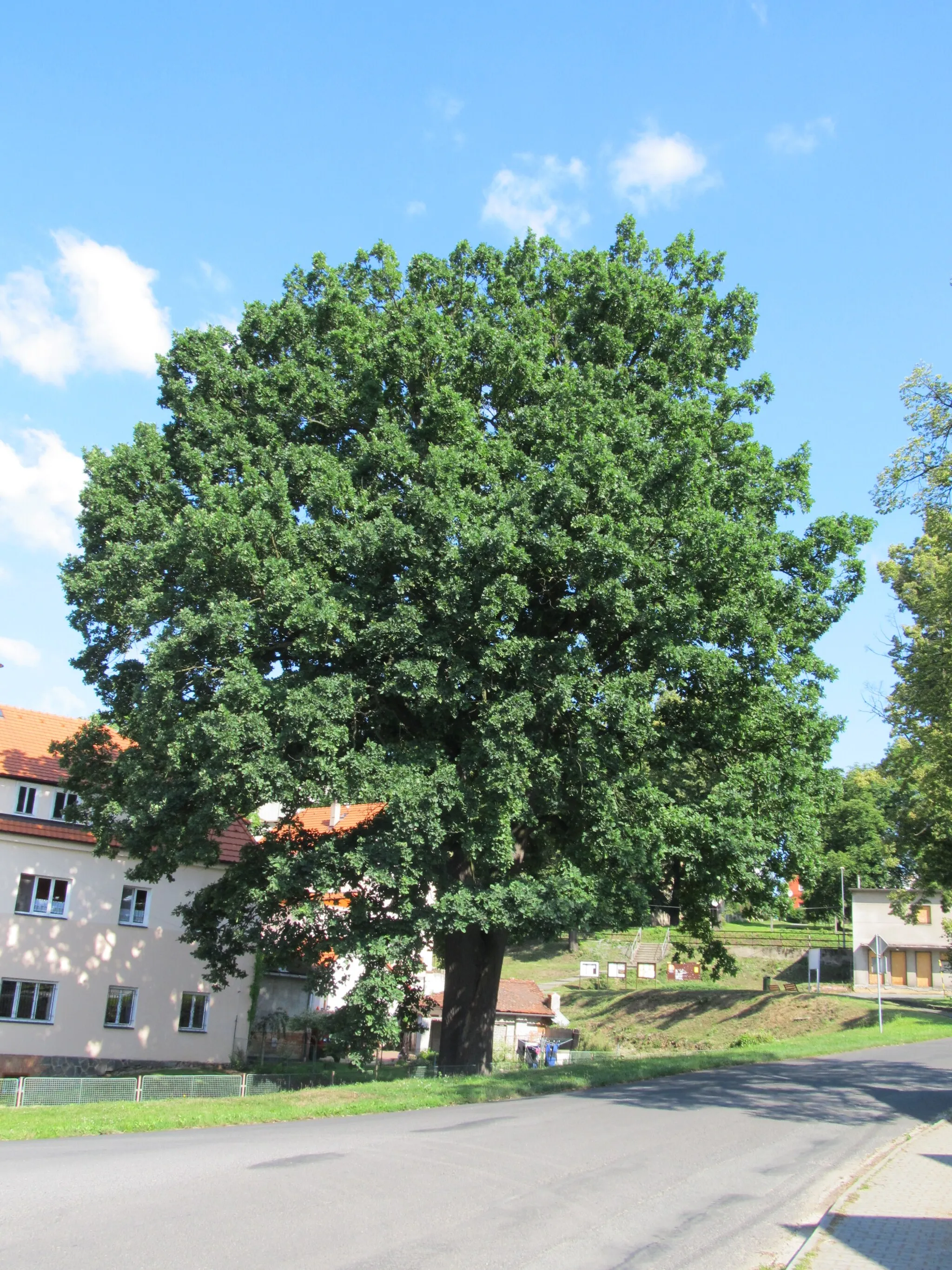 Photo showing: Hradecký dub