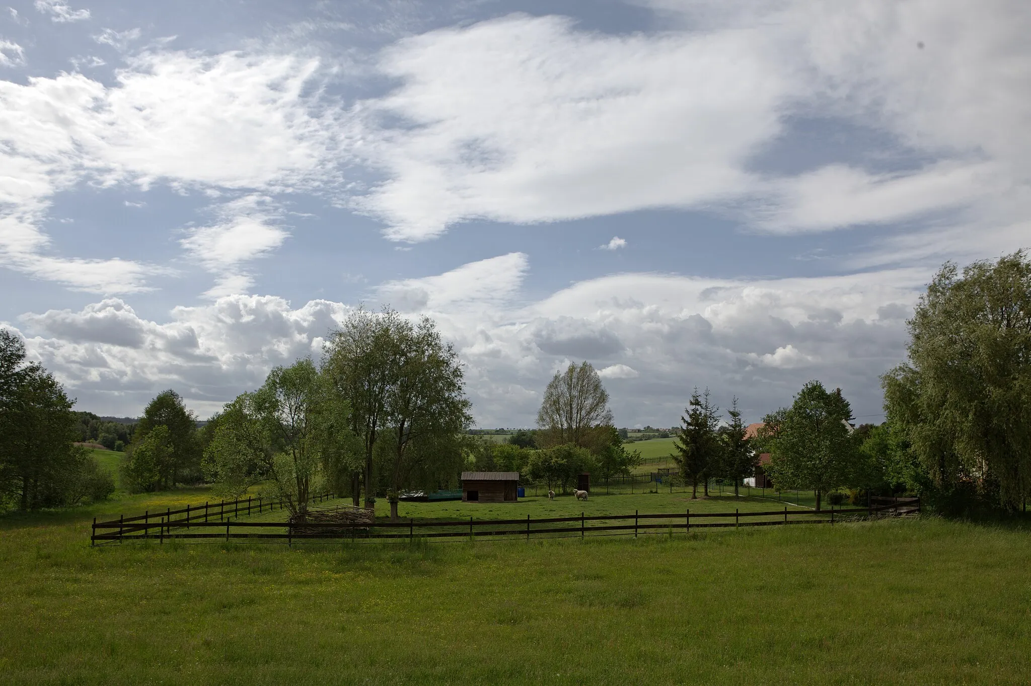 Photo showing: sheep in Tlucná