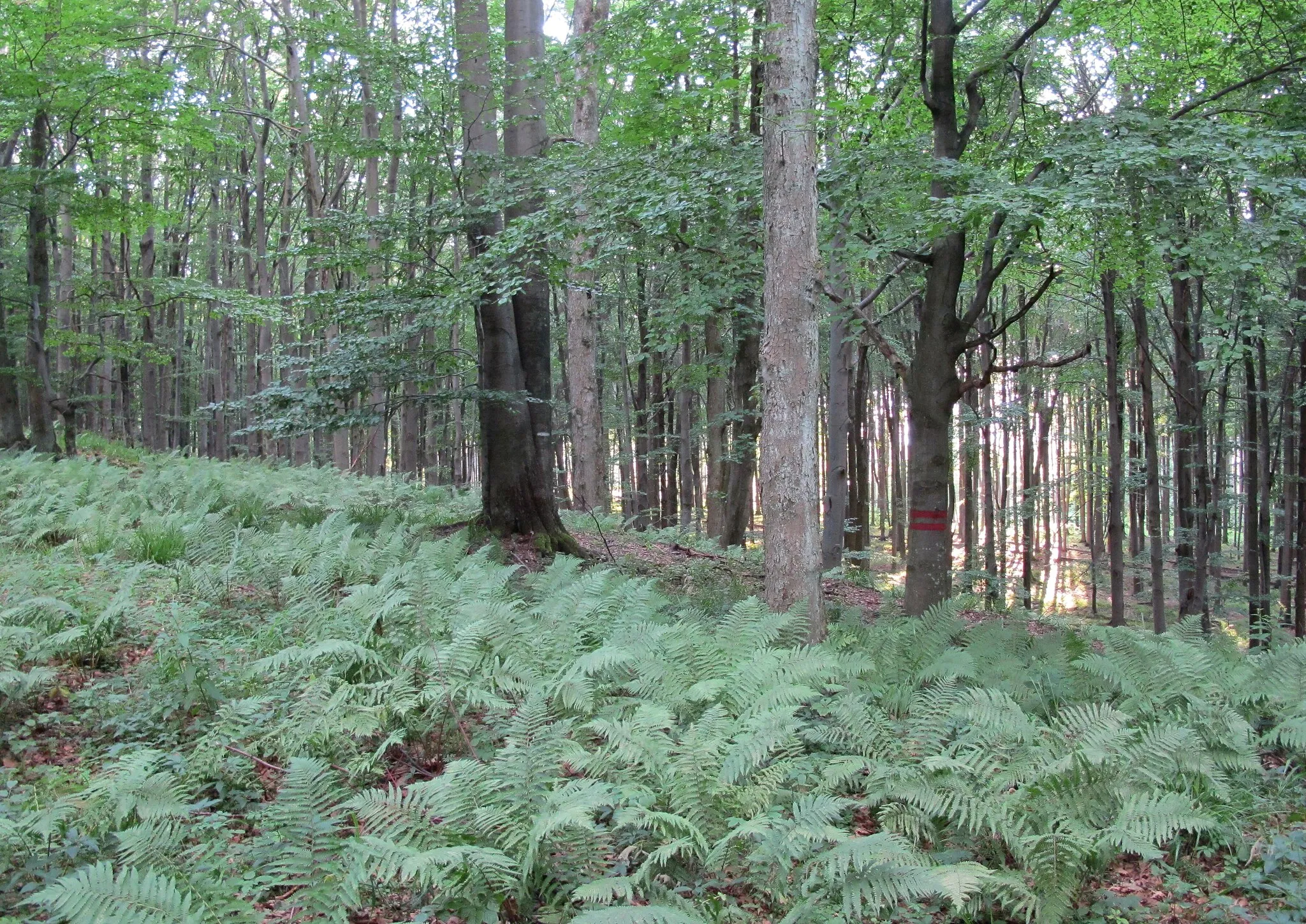 Photo showing: Nature reserve Getsemanka I. and II., near Rožmitál pod Třemšínem in Příbram District (Czech Republic)