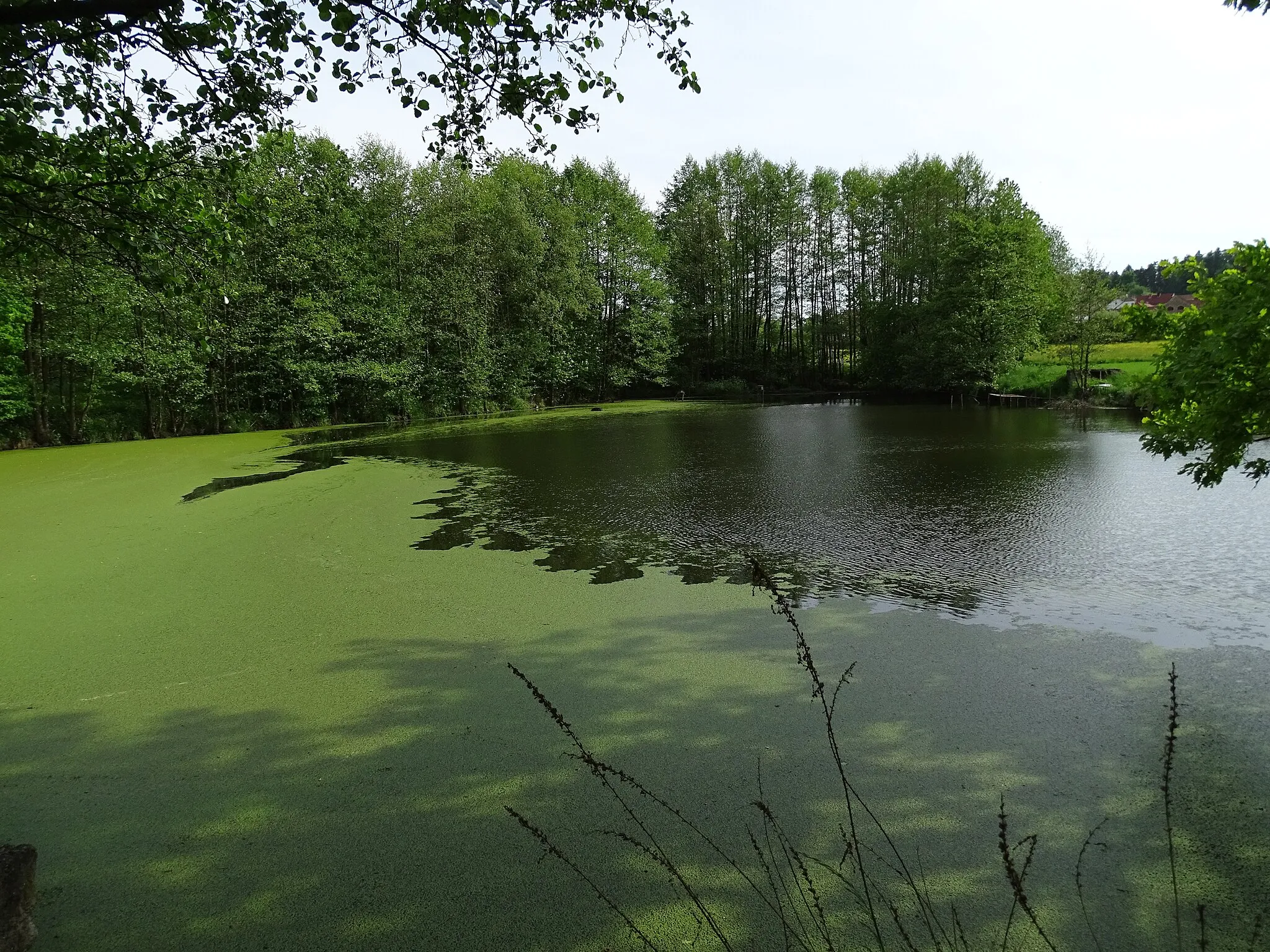 Photo showing: Kosova Hora-Dohnalova Lhota, Příbram District, Central Bohemian Region, Czech Republic. Dolní rybník.