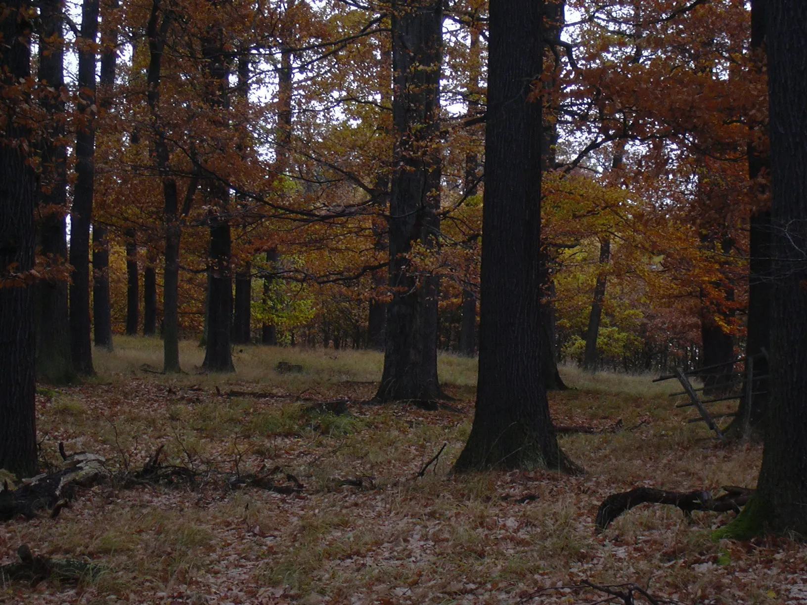 Photo showing: Mixed wood on the slopes of Těchovín, the highest point of Křivoklátsko protected area, Czech Republic