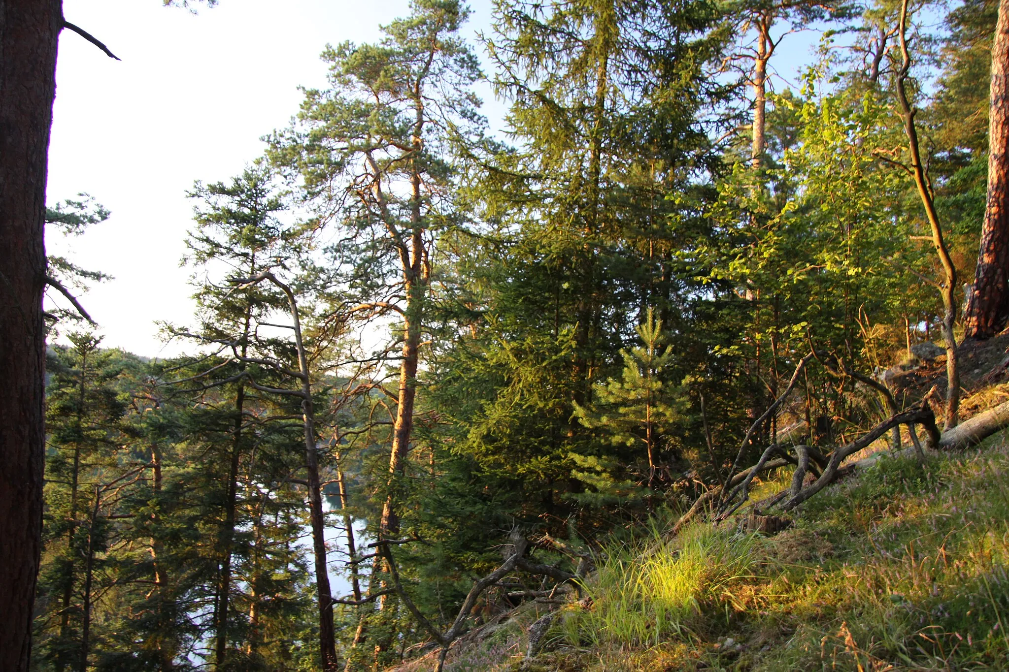 Photo showing: Natural reservation called "Krkavčina" near Oslov village on the bank of Otava River, Písek District, Czech republic.