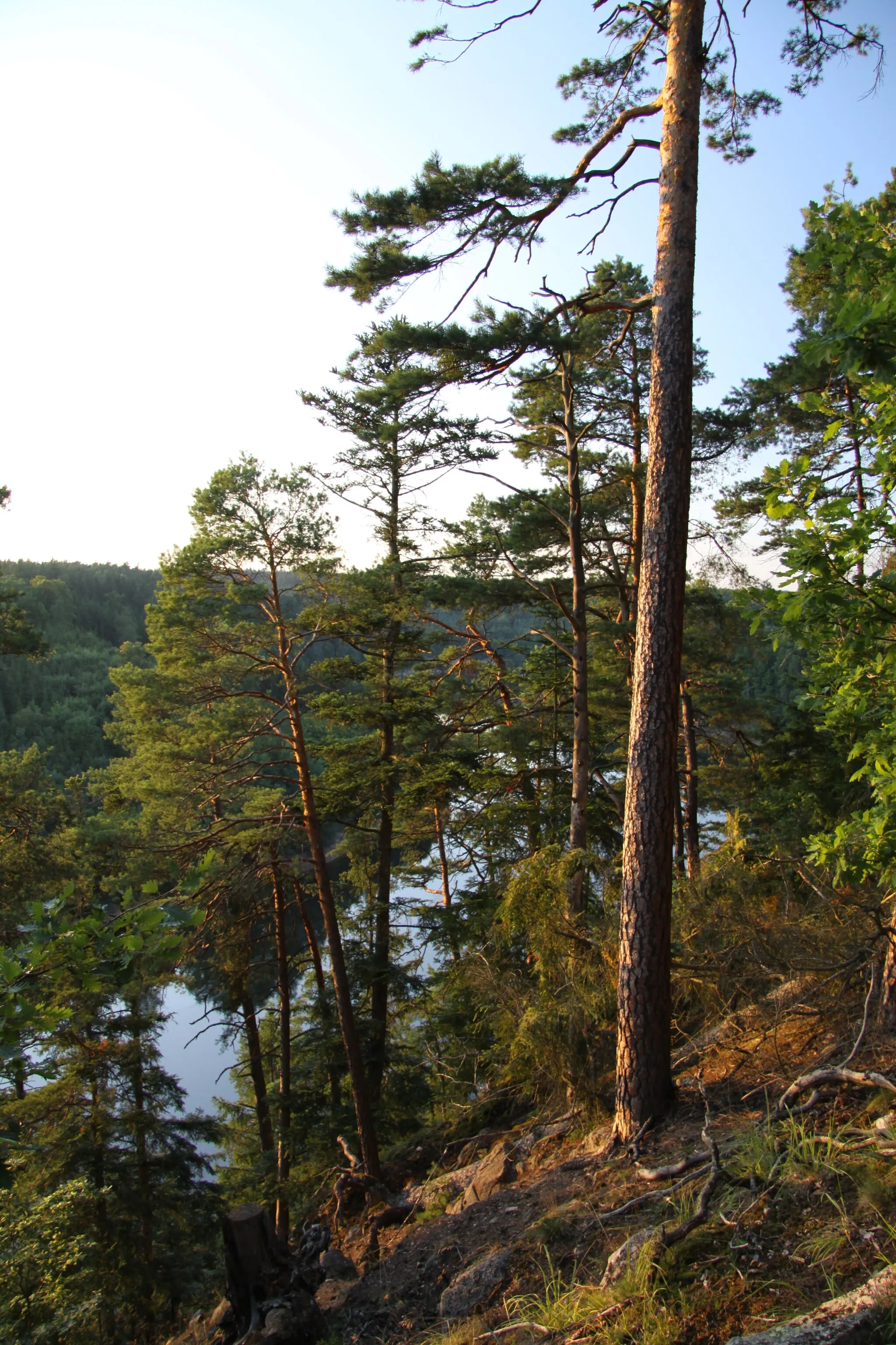 Photo showing: Natural reservation called "Krkavčina" near Oslov village on the bank of Otava River, Písek District, Czech republic.