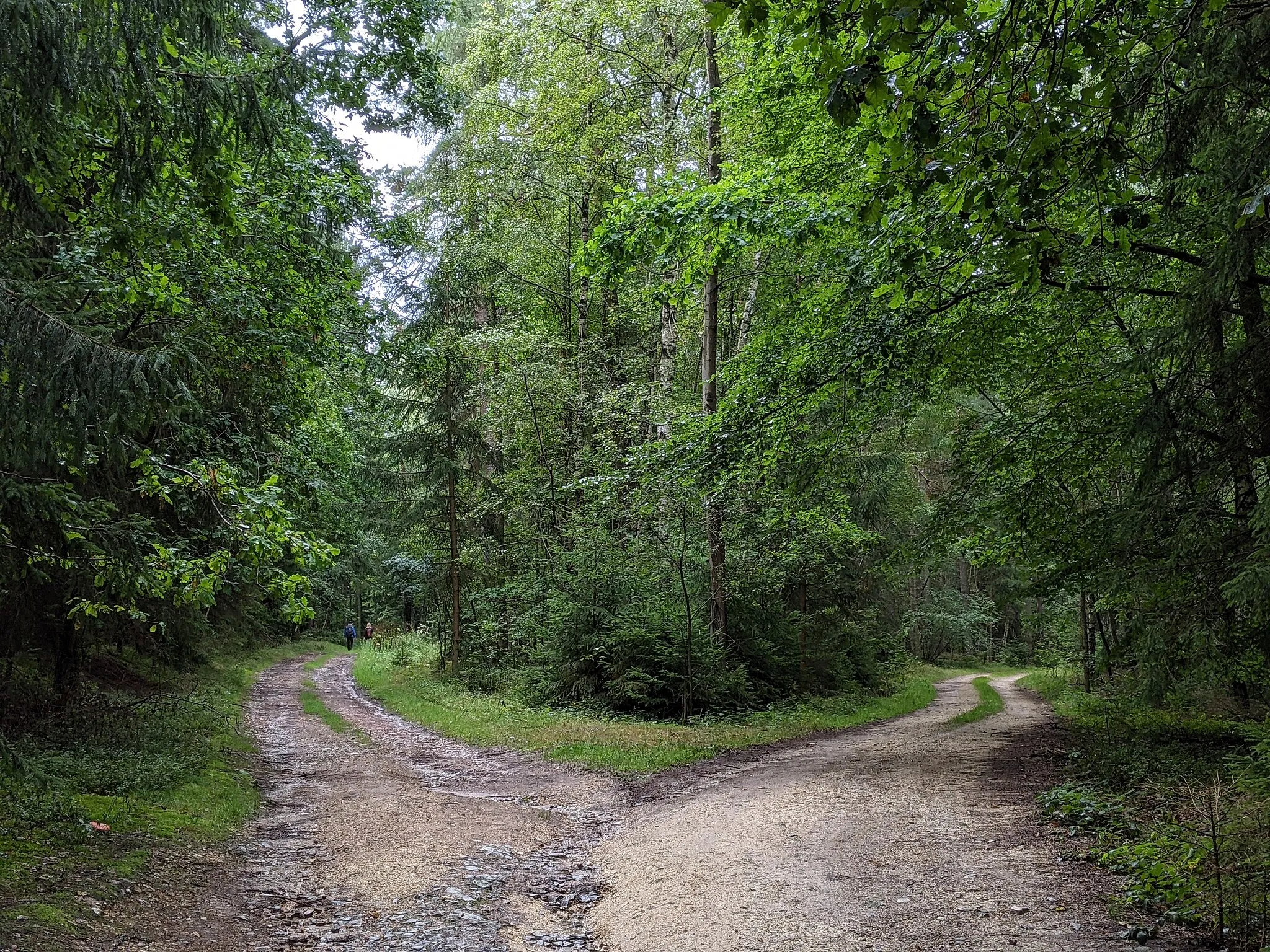 Photo showing: Les Panský (Trubský) u Borovan - rozcestí lesních cest poblíž vrcholu Borovanského vrchu