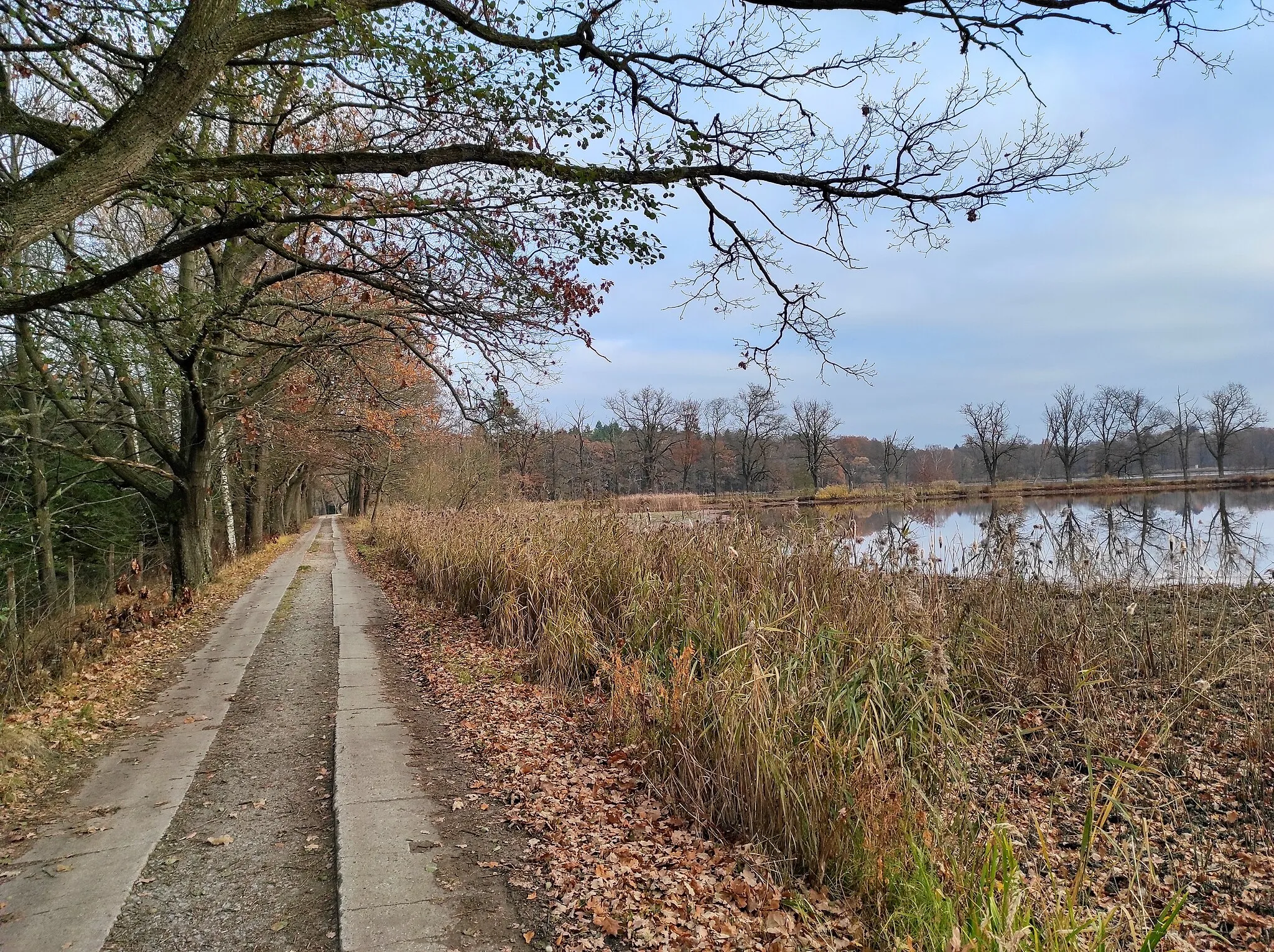 Photo showing: Stavidlo u Ovčína – a pond in Třeboň, Jindřichův Hradec District, Czechia.