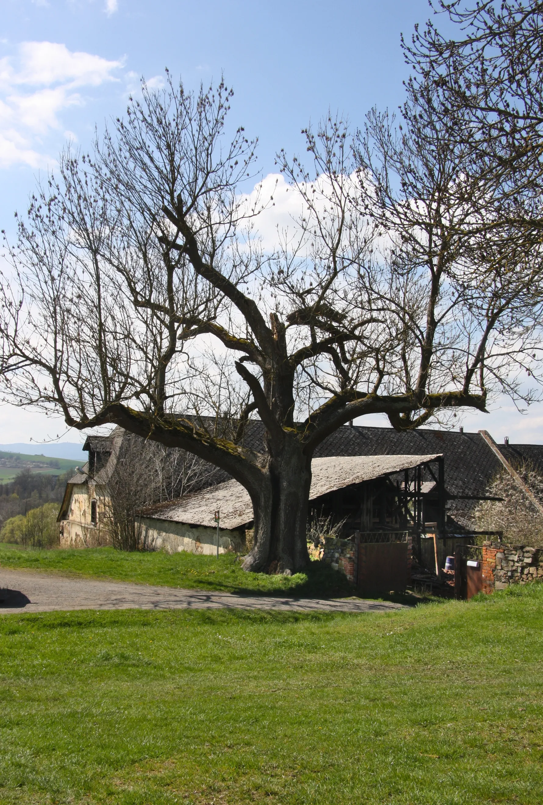 Photo showing: Jasan u Starého Dvora remarkable tree, Kout na Šumavě, Czech Republic.