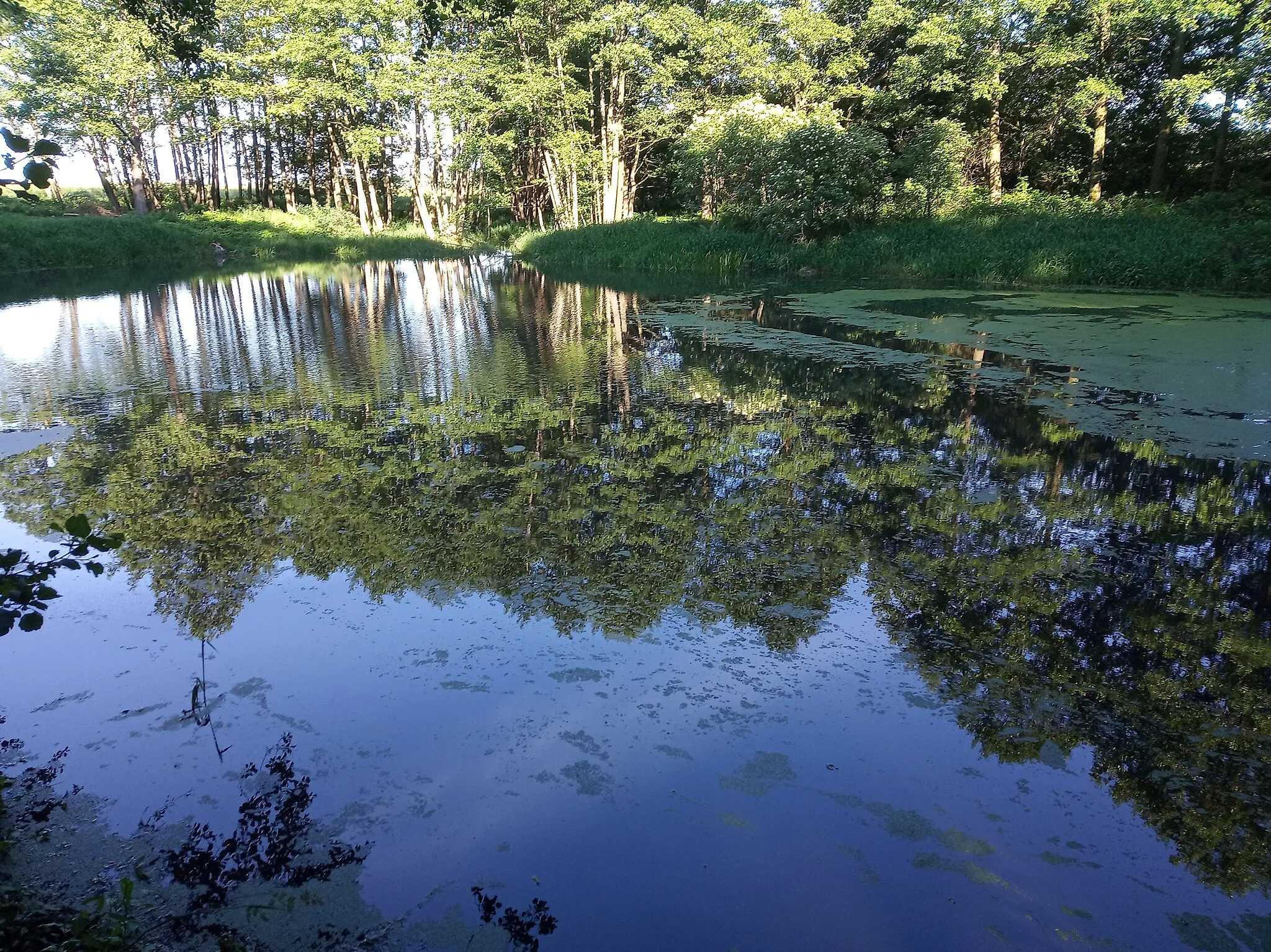 Photo showing: Vydřinec pond by Kladiny