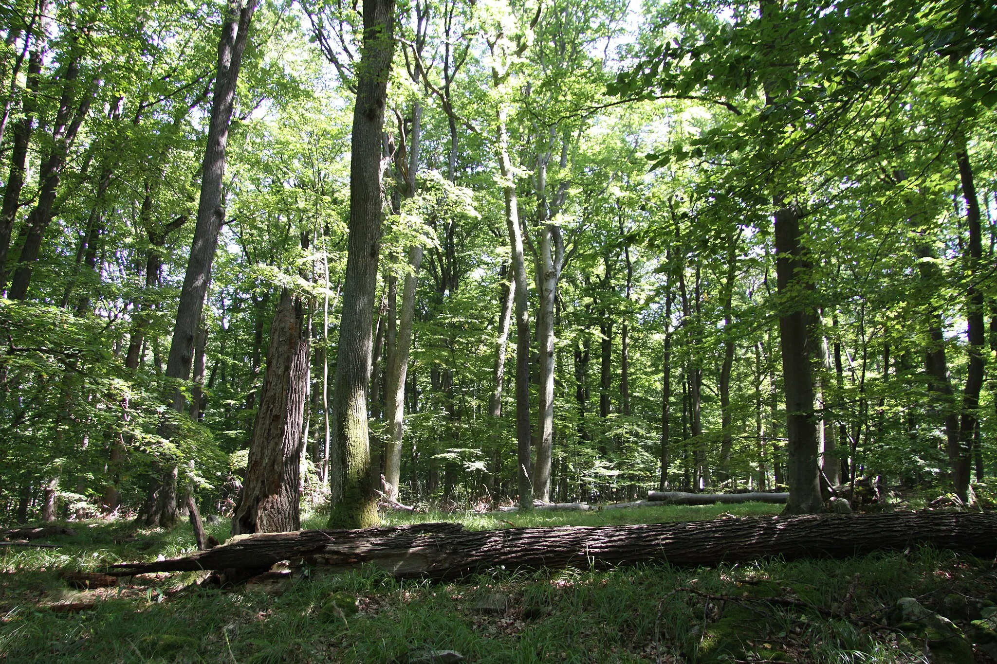 Photo showing: Natural reservation called "Čertova hora u Vráže", Písek District, Czech Republic