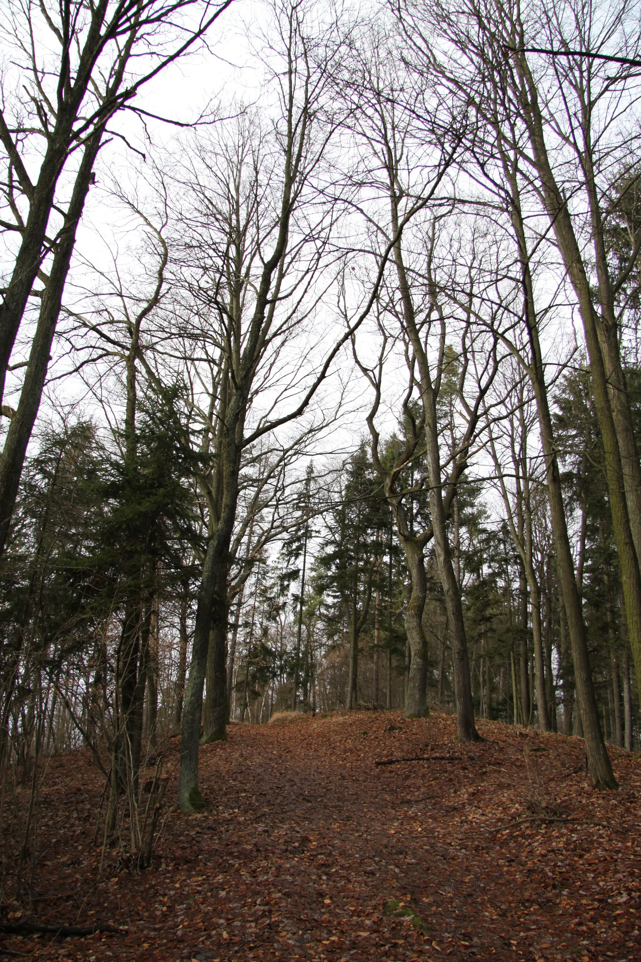 Photo showing: Nature reserve Kuřidlo near Strakonice, Strakonice District, Czech Republic