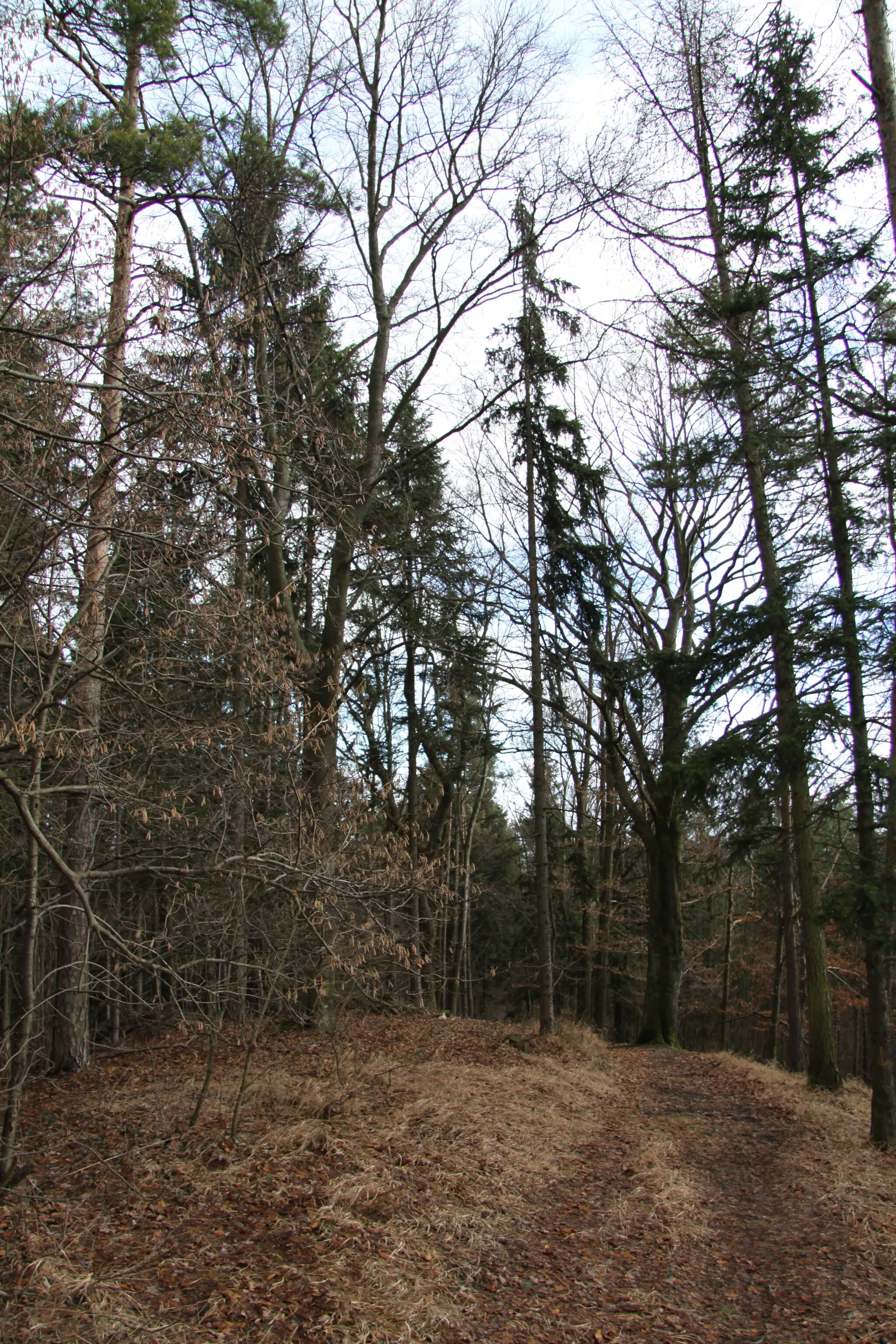 Photo showing: Nature reserve Kuřidlo near Strakonice, Strakonice District, Czech Republic