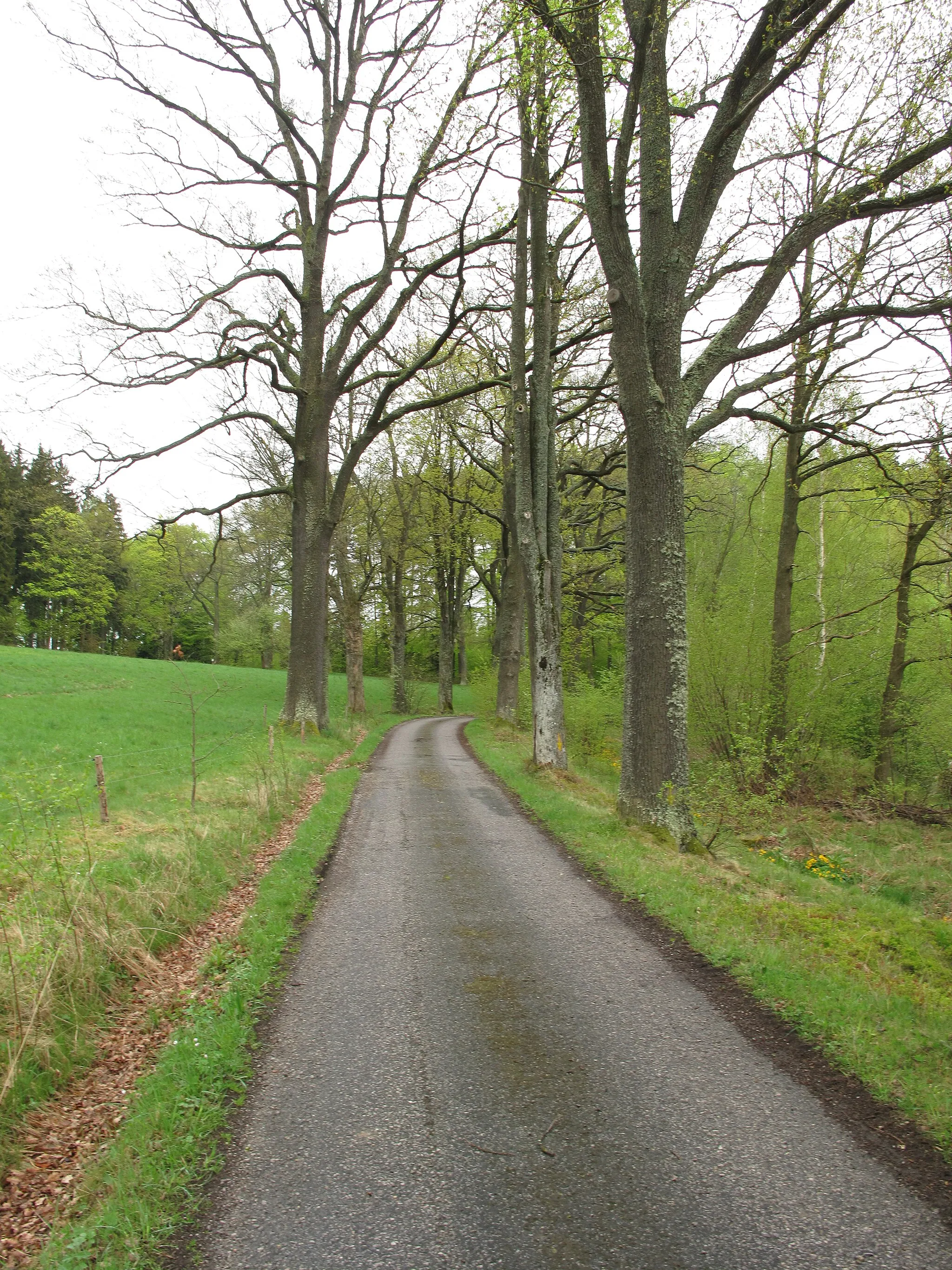 Photo showing: The tree-lined road Borové aleje. Czech Republic.