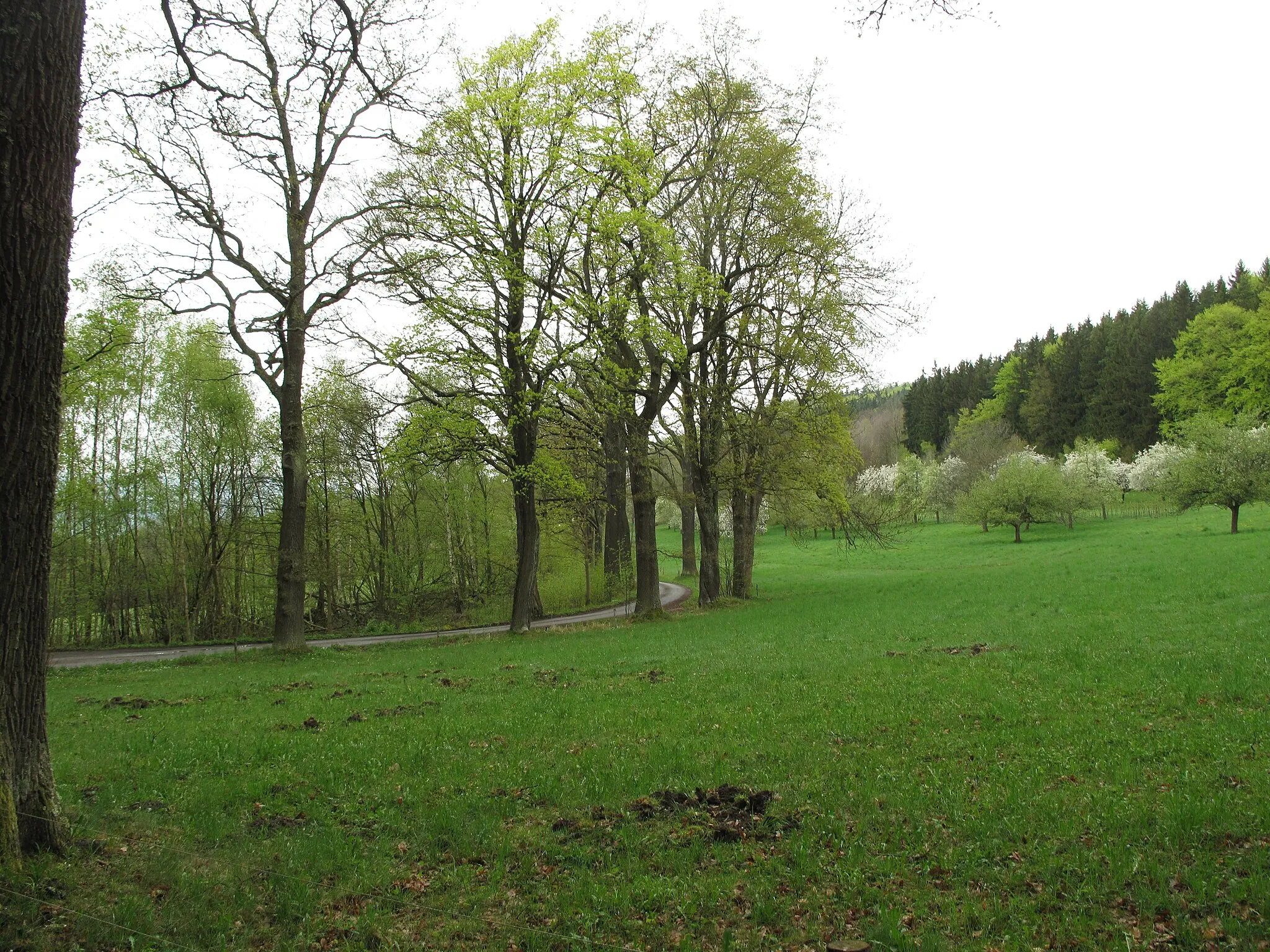 Photo showing: The turn of the tree line Borové aleje. Czech Republic.